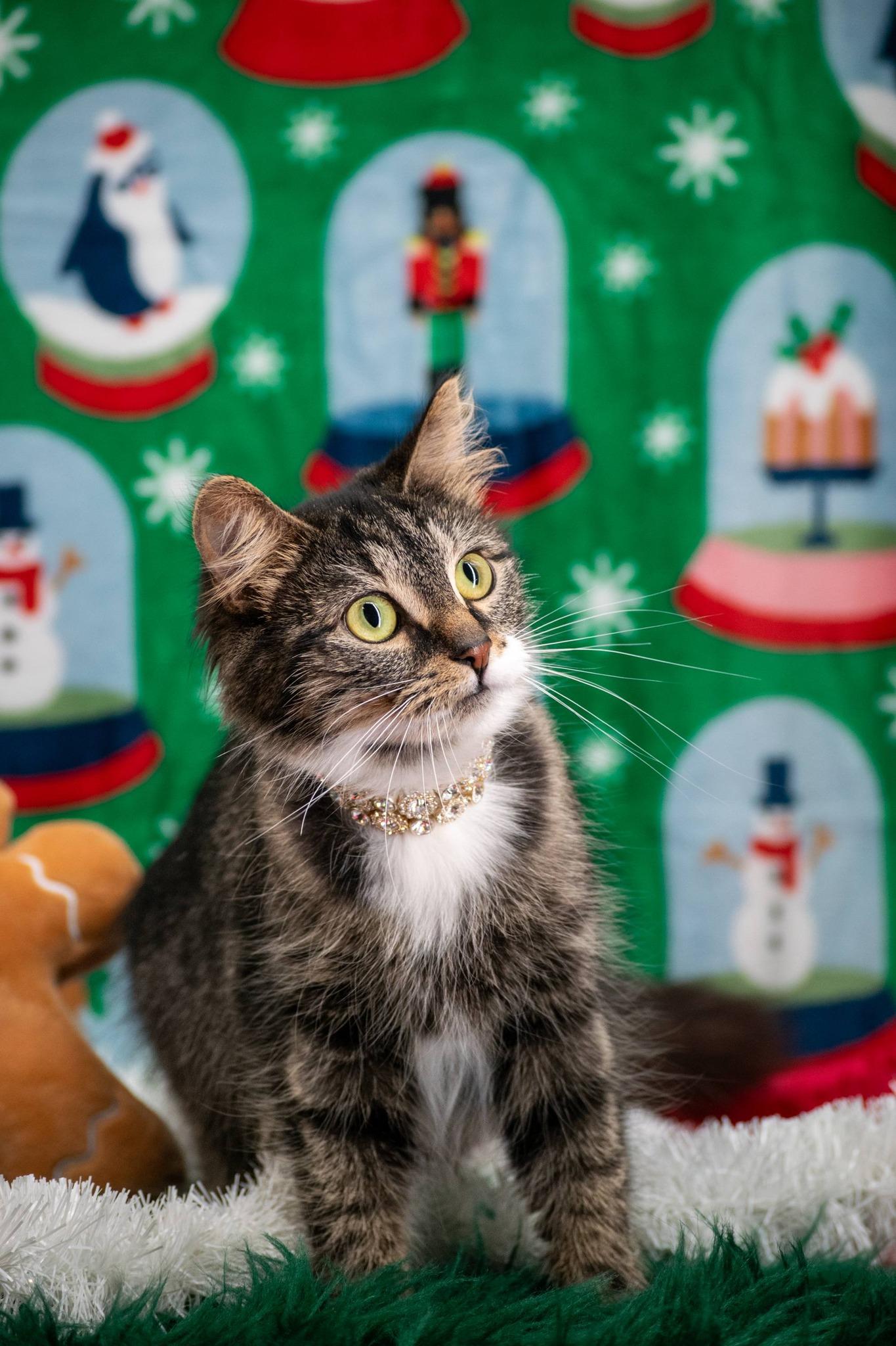 Enlarge CAROLE SINGER, a ADOPTABLE mixed breed in Sevierville, TN image 3/4