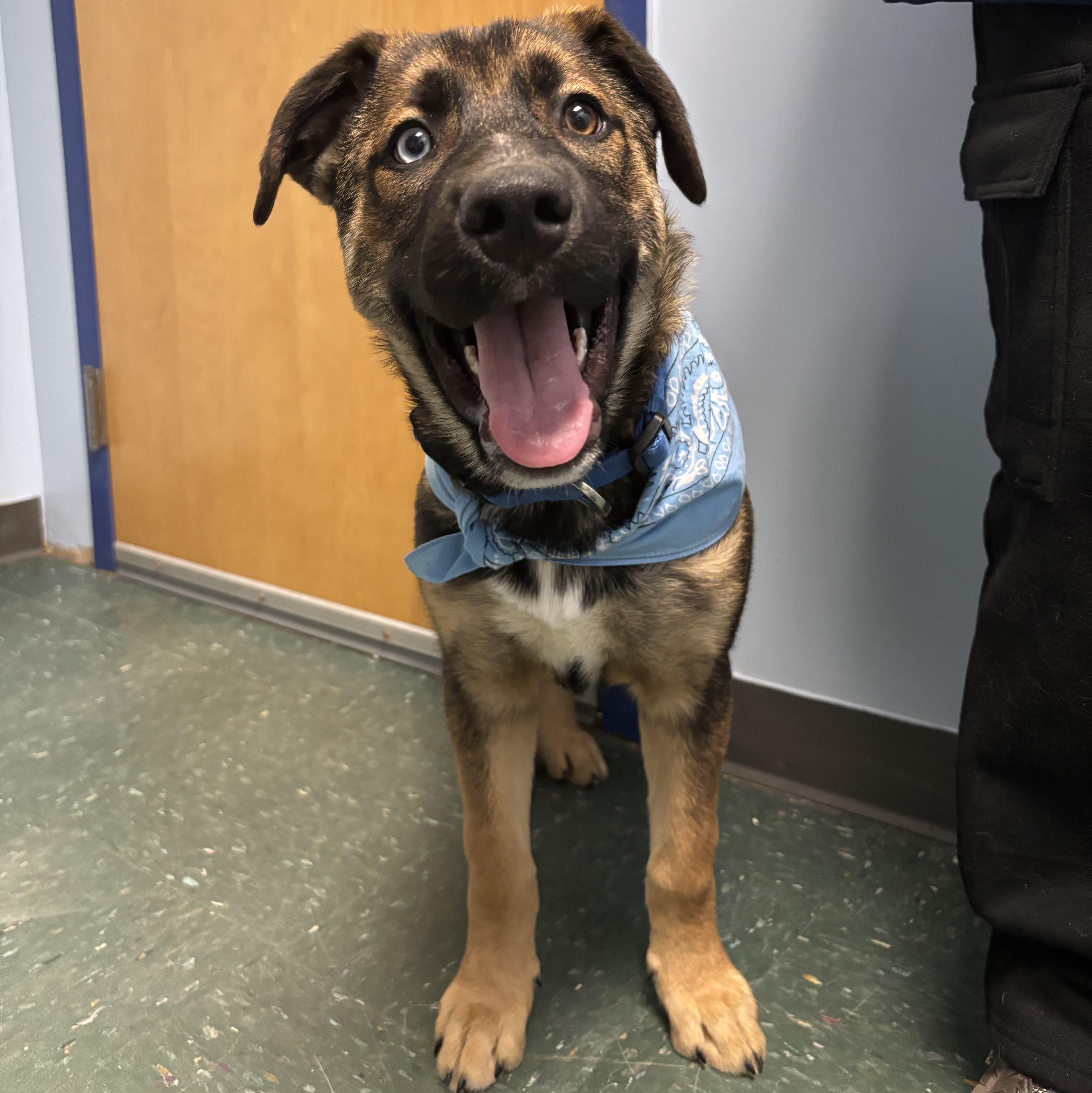 Zeus, adopted, Puppy Male Shepherd & Husky.