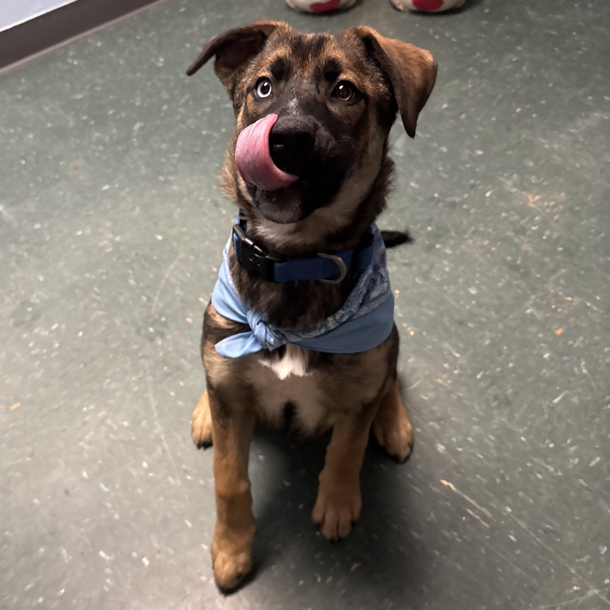 Enlarge Zeus, an adopted mixed breed in Waynesburg, PA image 4/5