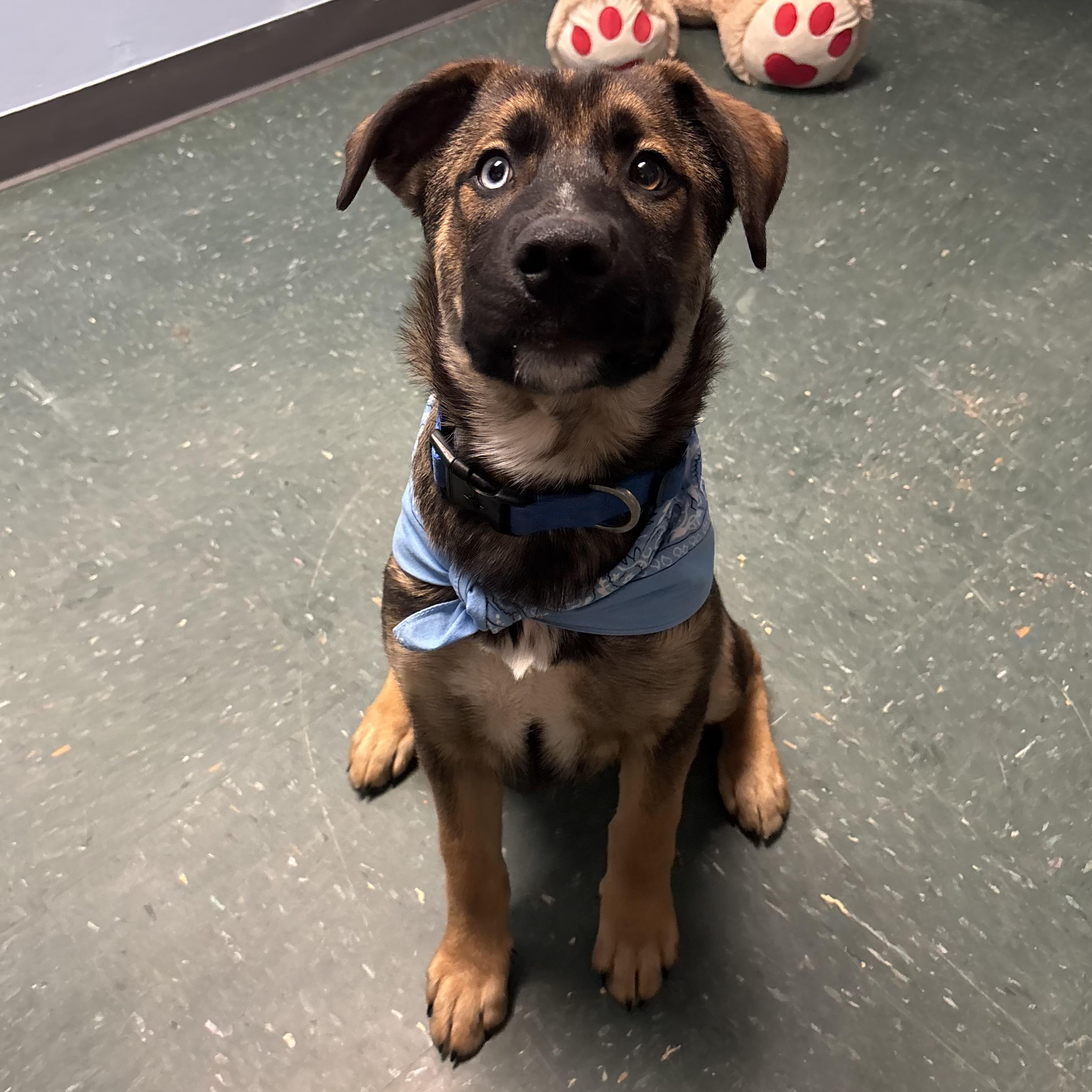 Enlarge Zeus, an adopted mixed breed in Waynesburg, PA image 3/5