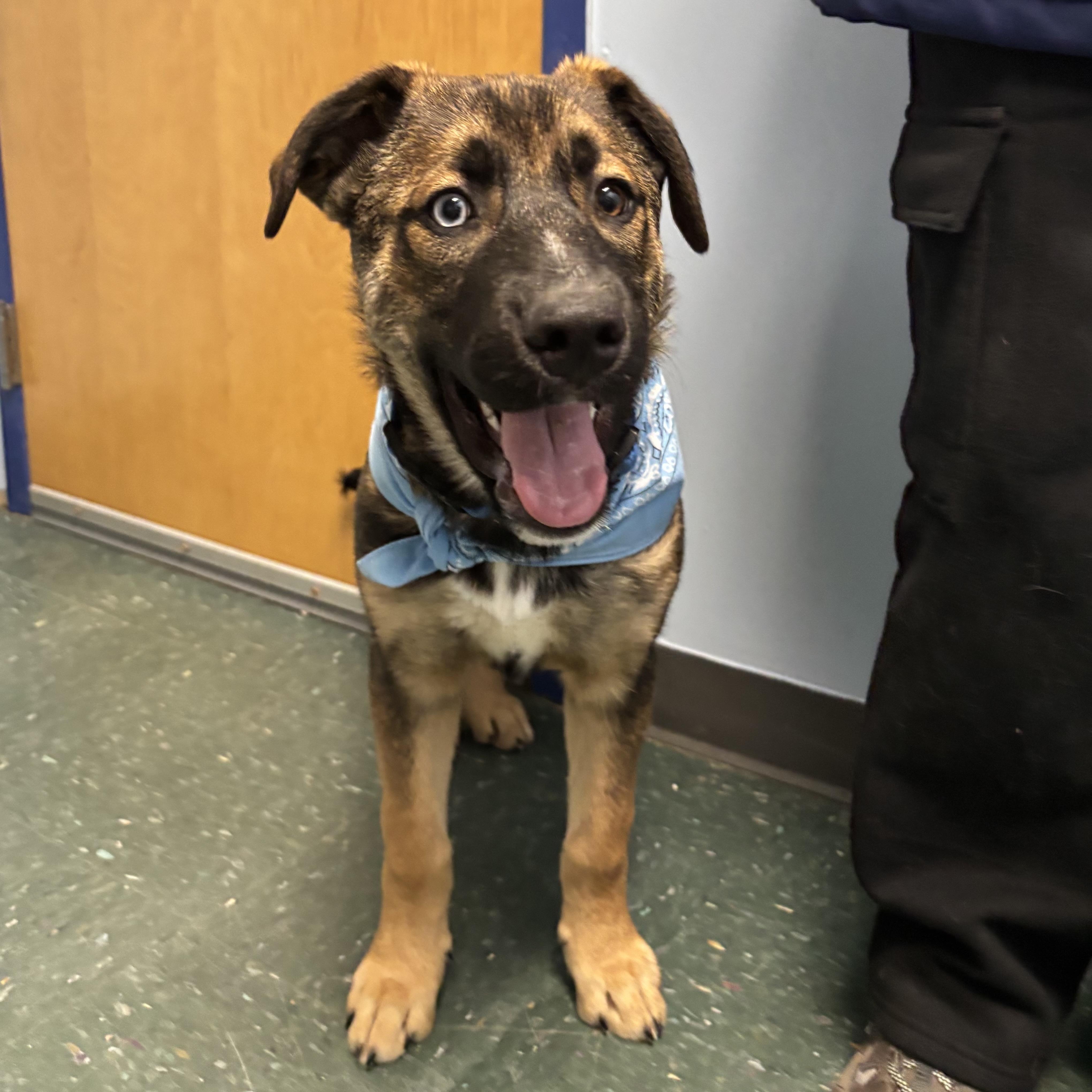 Enlarge Zeus, an adopted mixed breed in Waynesburg, PA image 5/5