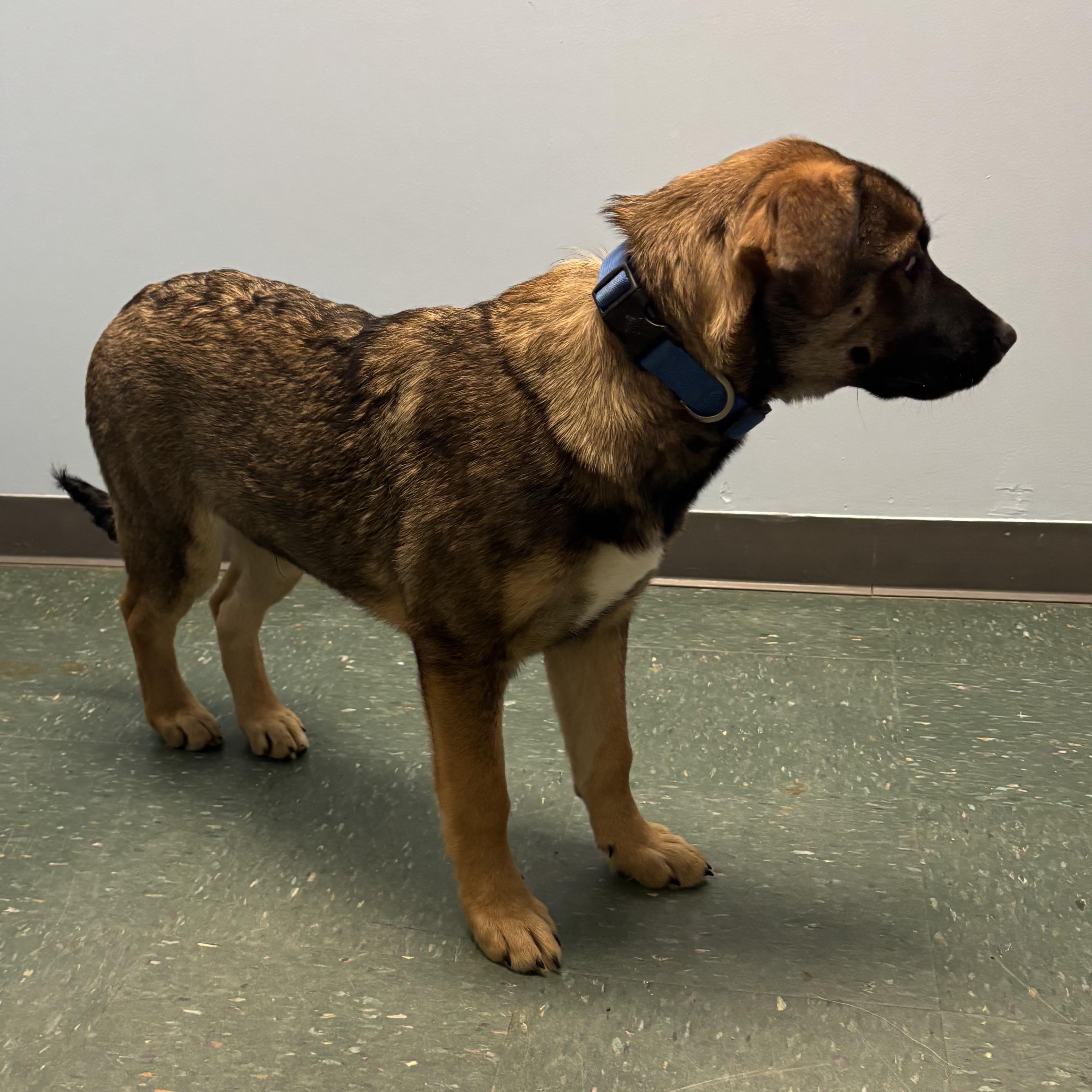 Enlarge Zeus, an adopted mixed breed in Waynesburg, PA image 2/5