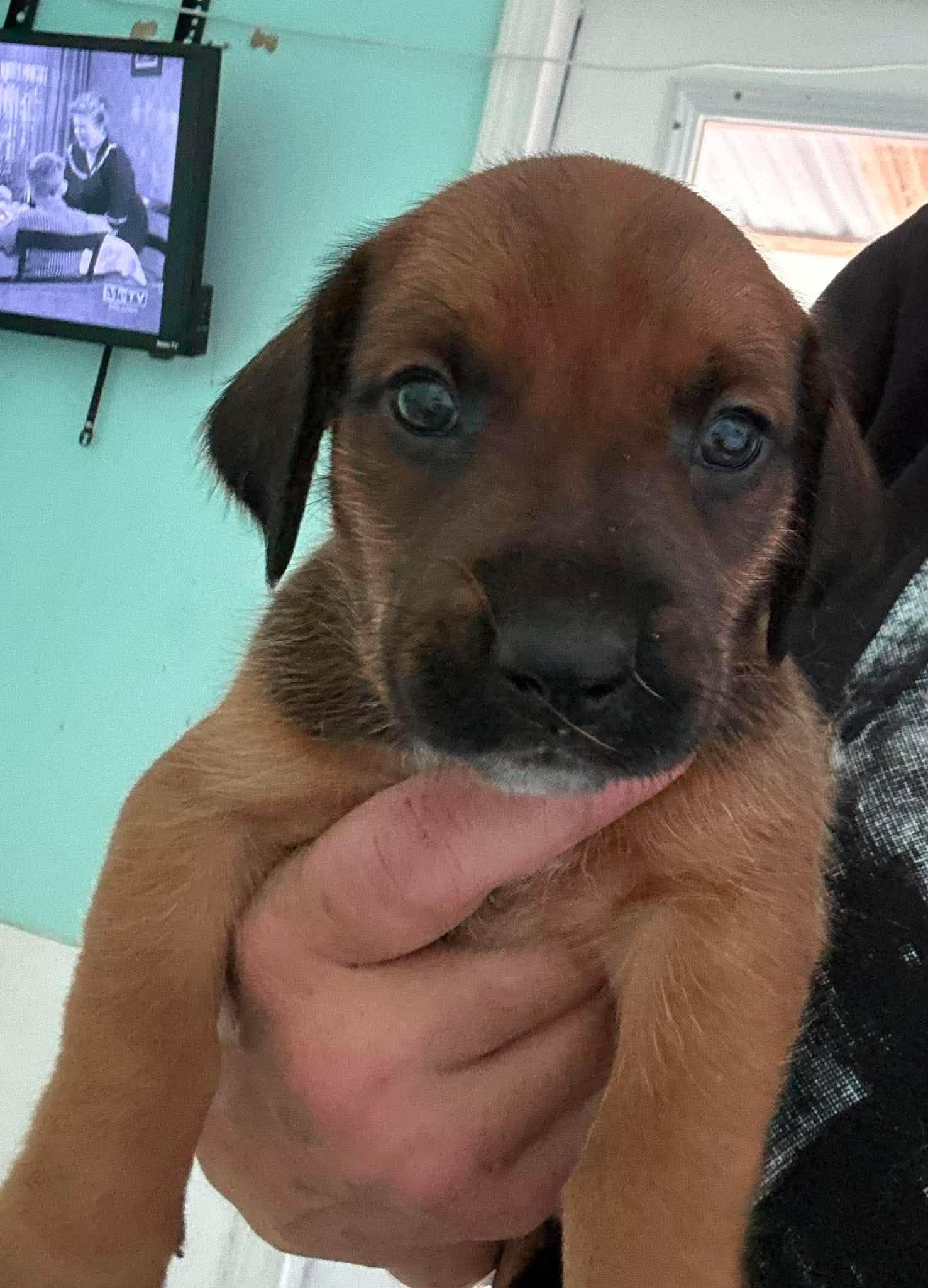 Raj - Puppy of Pennie, Adoptable, Puppy Male Irish Setter.