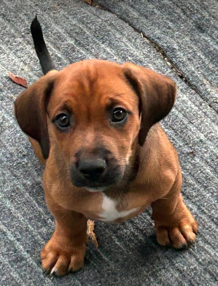 Raj - Puppy of Pennie, a Adoptable Irish Setter in Osteen, FL image 2/3