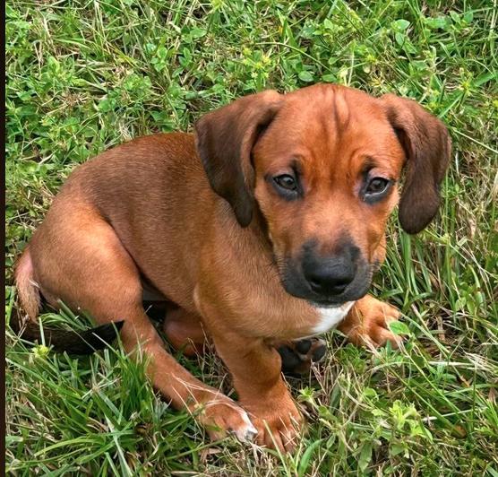Raj - Puppy of Pennie, Adoptable, Puppy Male Irish Setter & Dachshund.