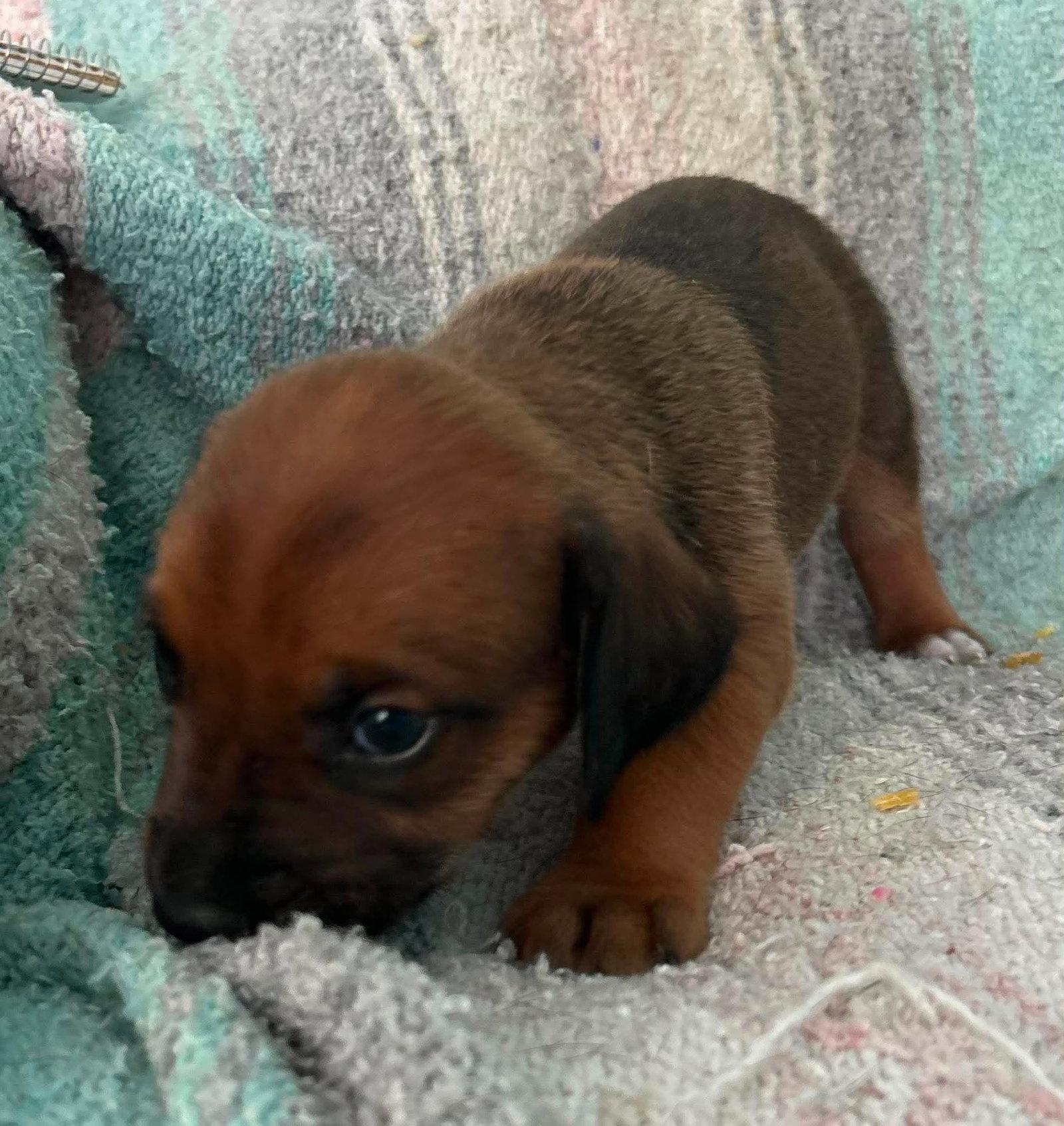 Raj - Puppy of Pennie, a Adoptable Irish Setter in Osteen, FL image 3/3