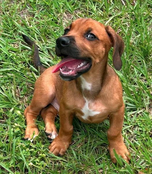 Enlarge Raj - Puppy of Pennie, a Adoptable mixed breed in Osteen, FL image 2/3