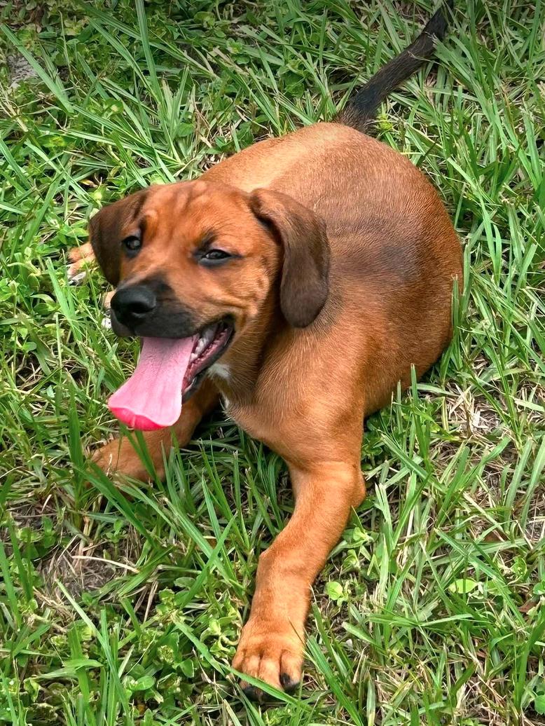 Enlarge Raj - Puppy of Pennie, a Adoptable mixed breed in Osteen, FL image 3/3