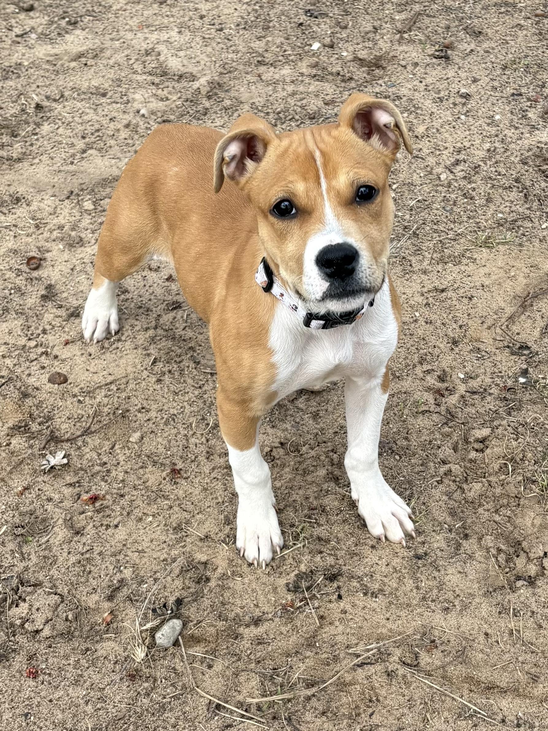 Enlarge Harpy, a ADOPTABLE Mixed Breed in Big Rapids, MI image 3/3