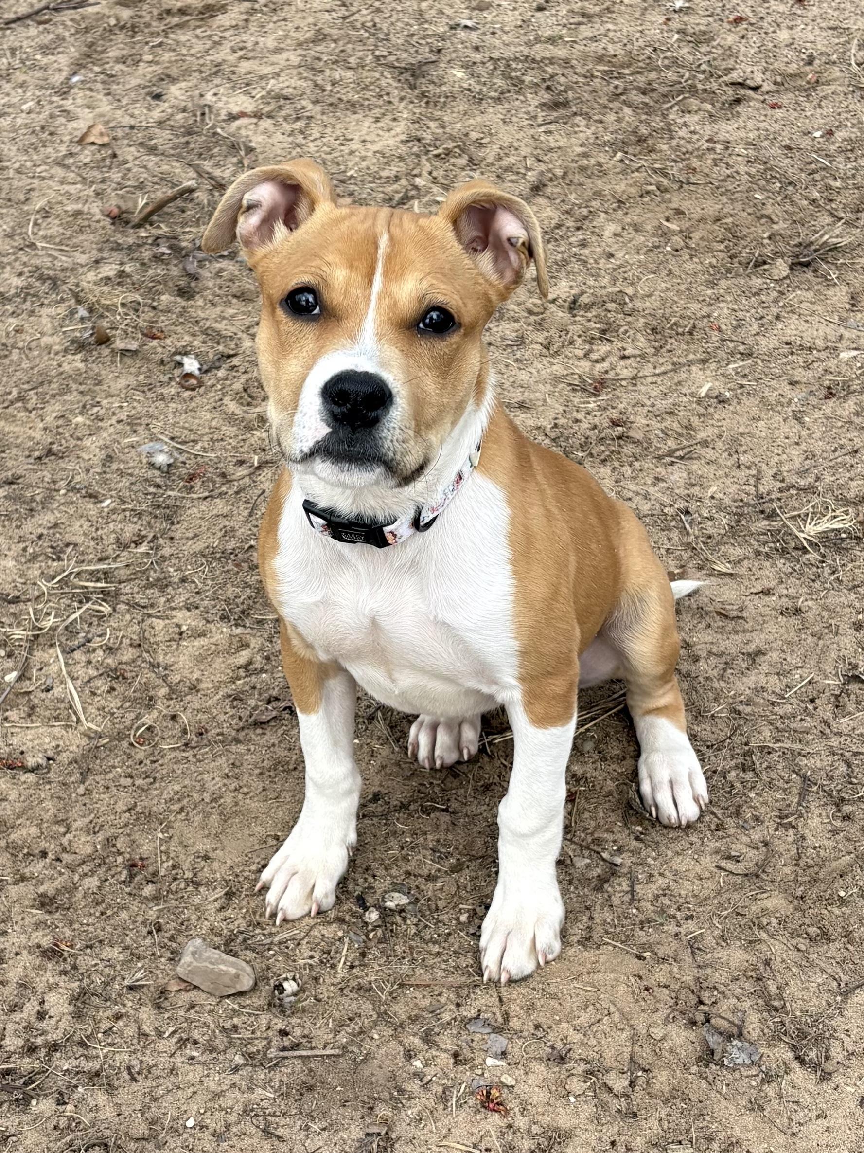 Enlarge Harpy, a ADOPTABLE Mixed Breed in Big Rapids, MI image 2/3