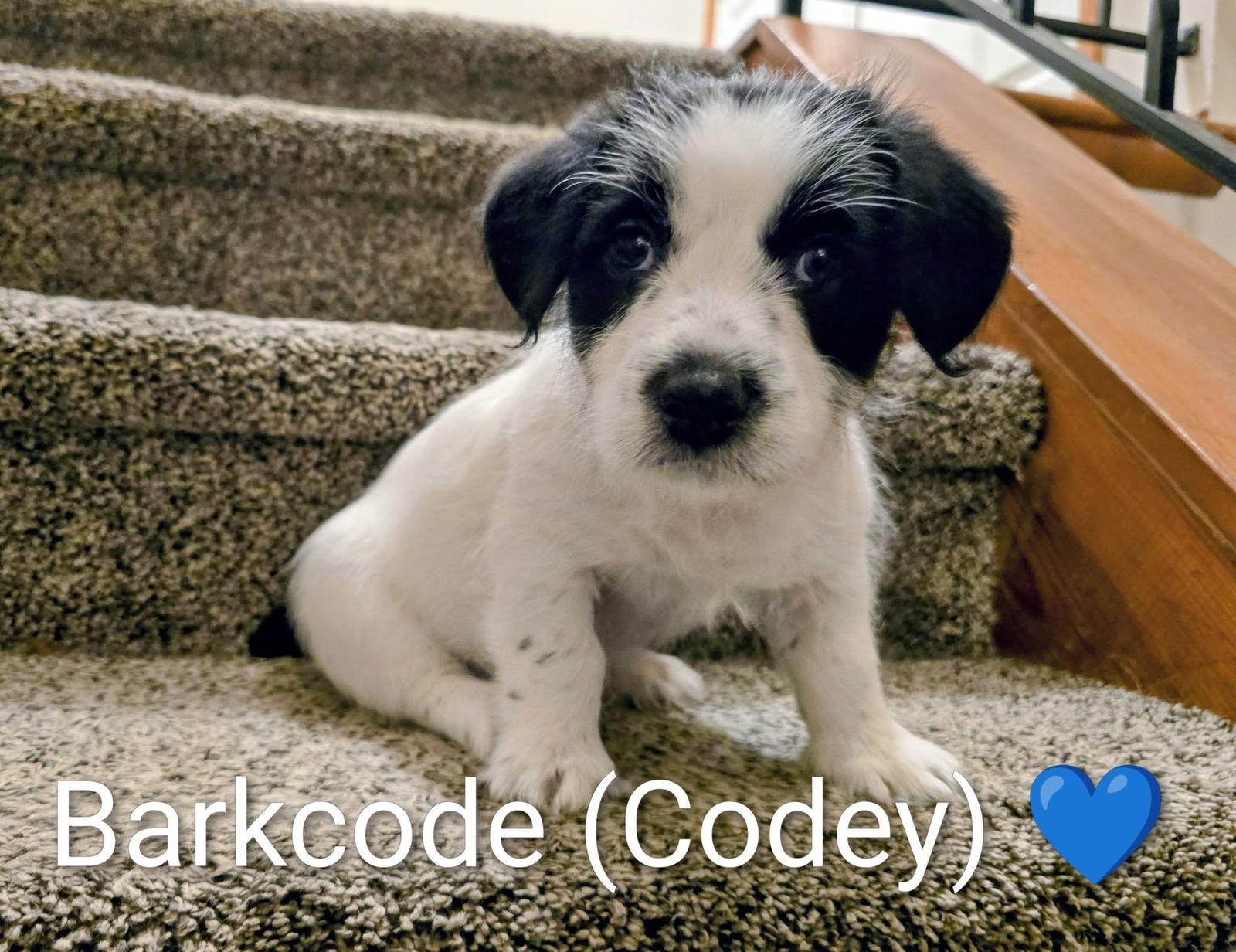 Pippin's Puppies  Barkcode