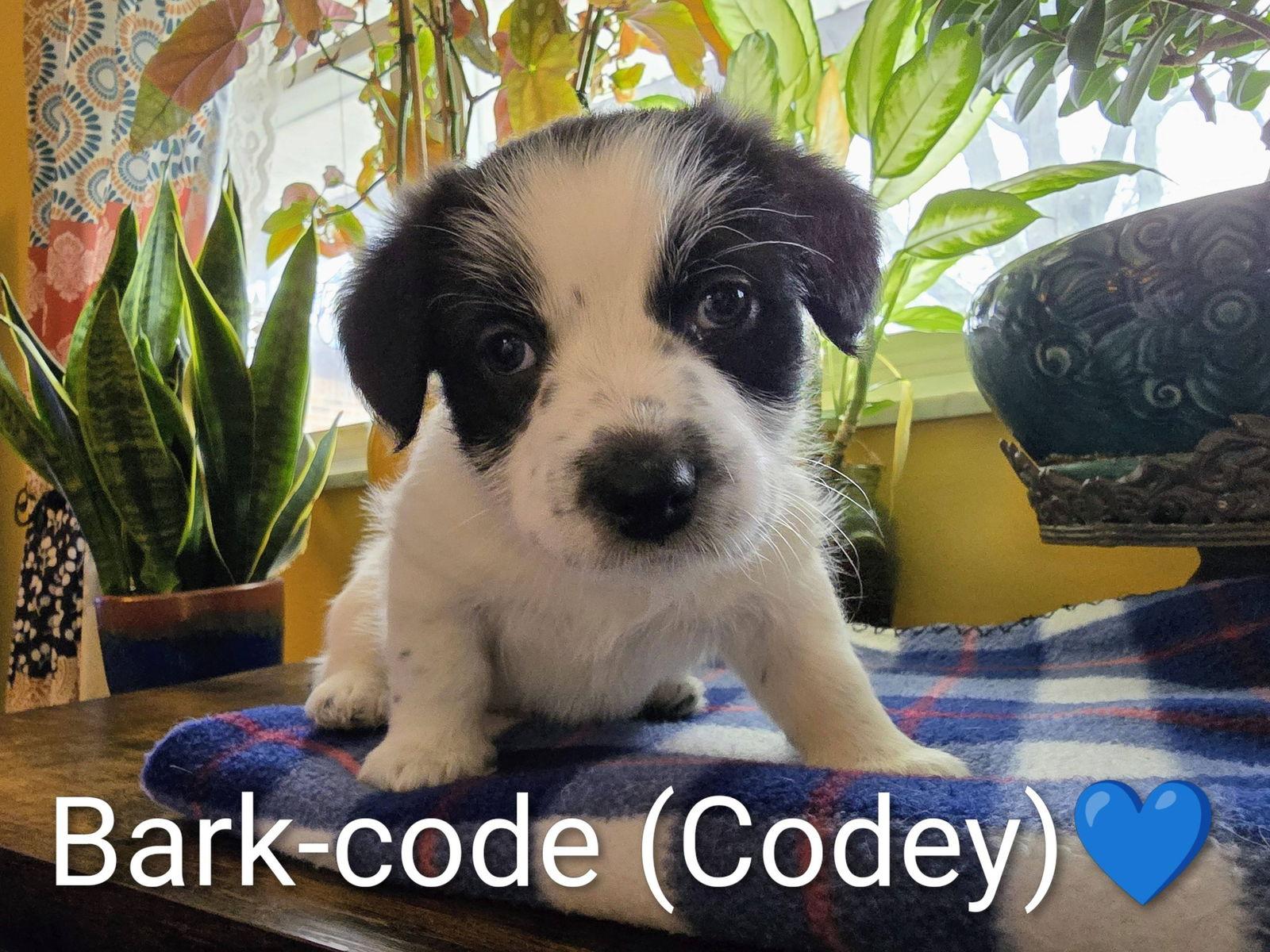 Pippin's Puppies  Barkcode thumbnail 2