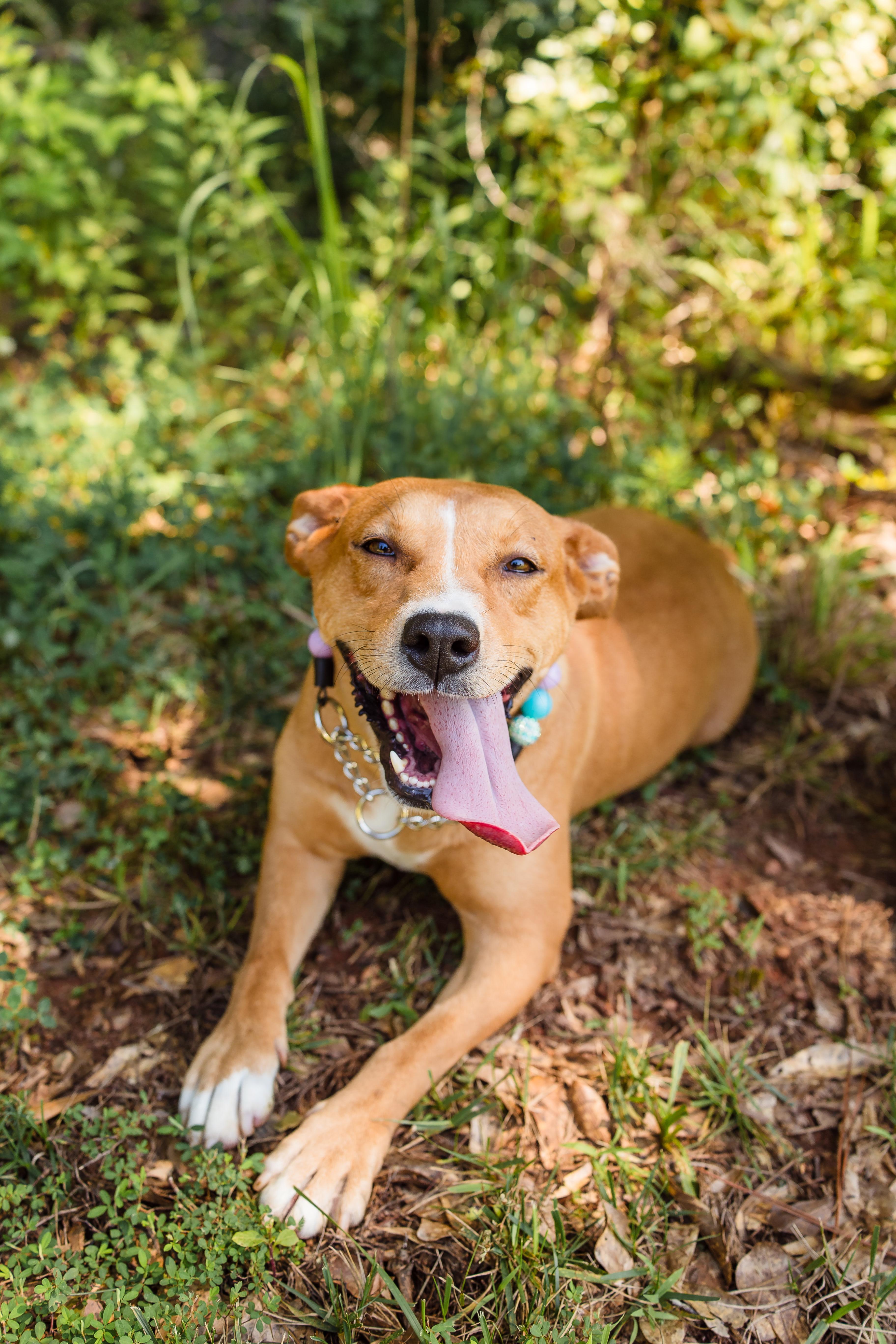 MAPLE, an adopted Mixed Breed in Newborn, GA image 3/6