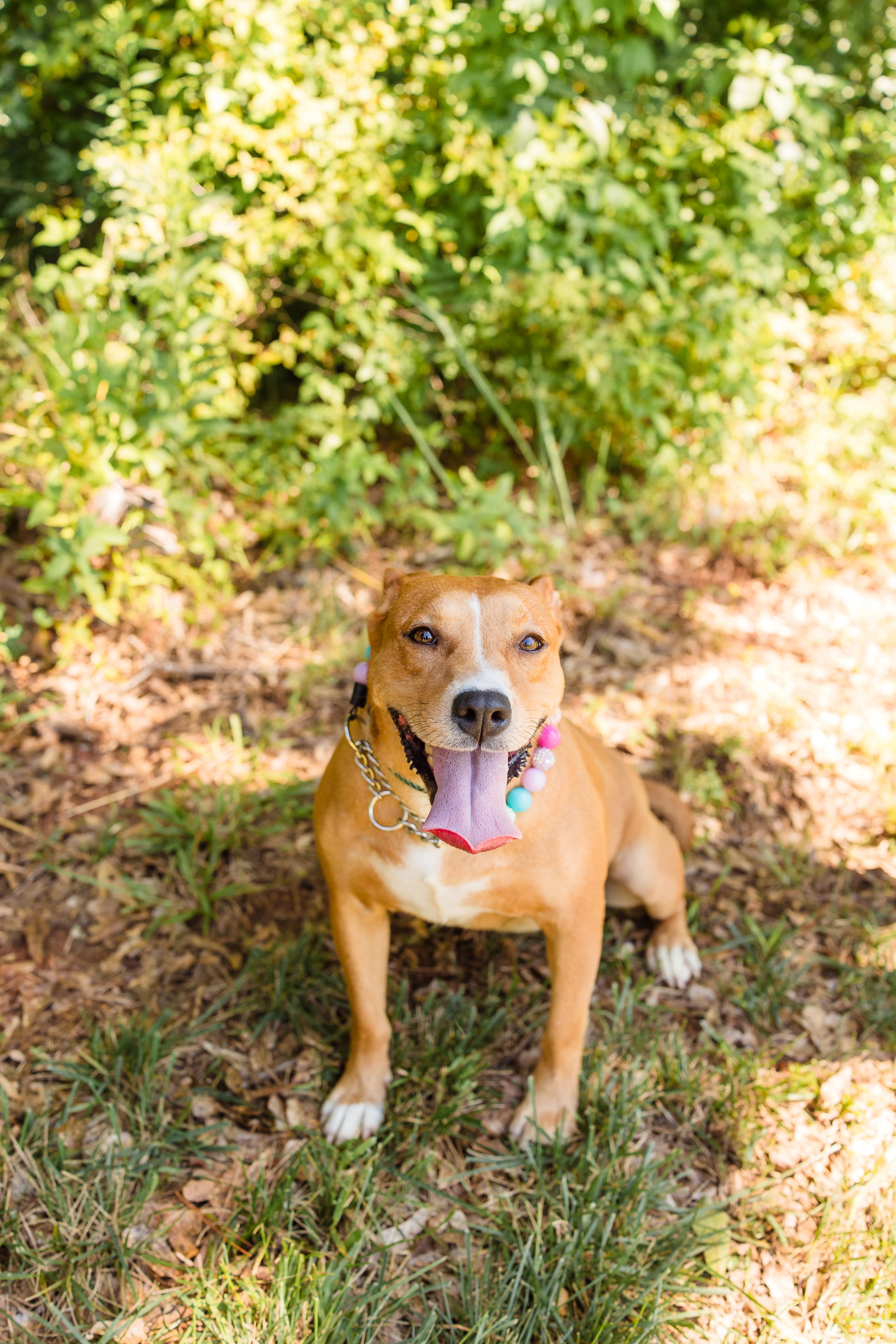 MAPLE, an adopted Mixed Breed in Newborn, GA image 2/6