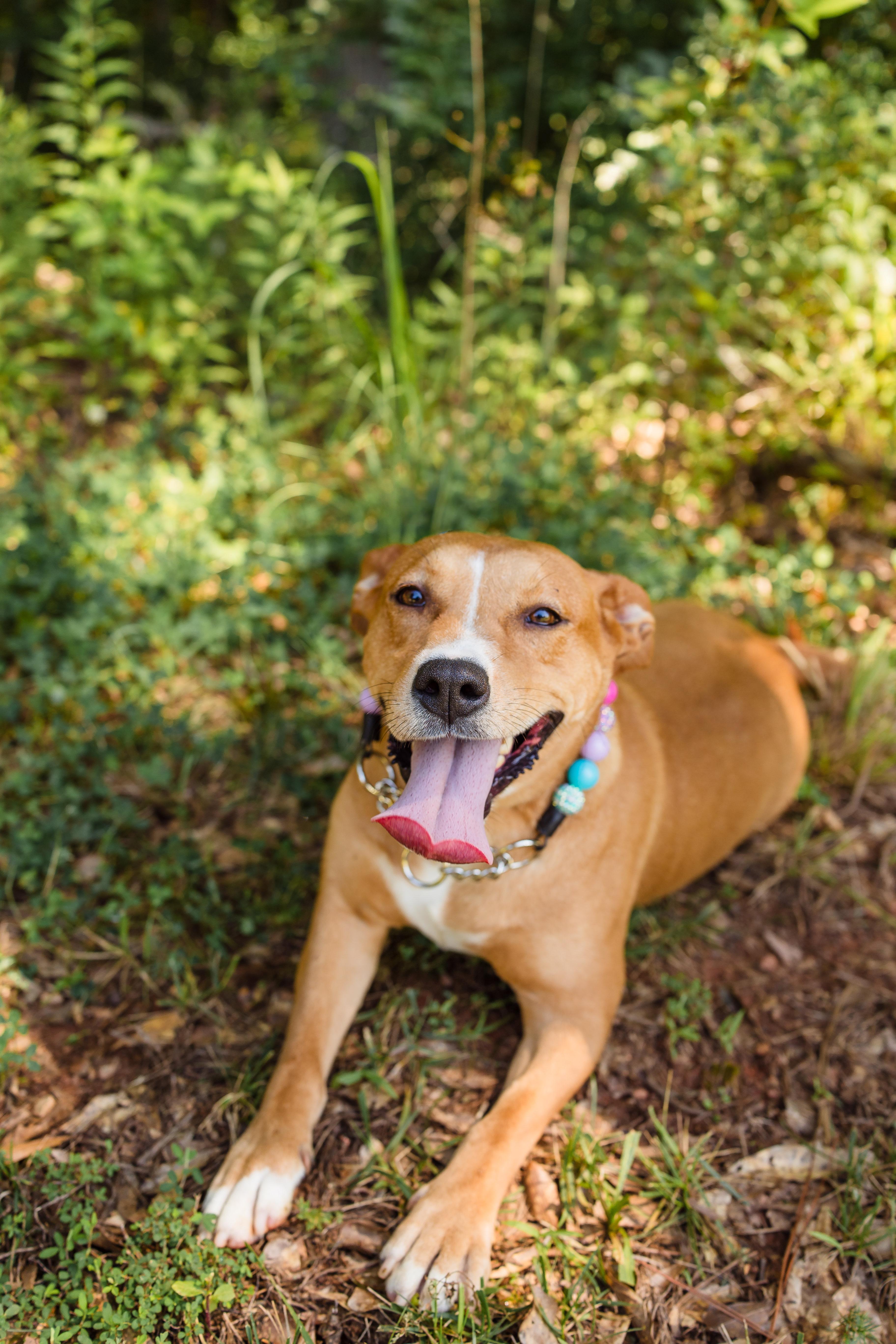 MAPLE, adopted, Young Female Mixed Breed.