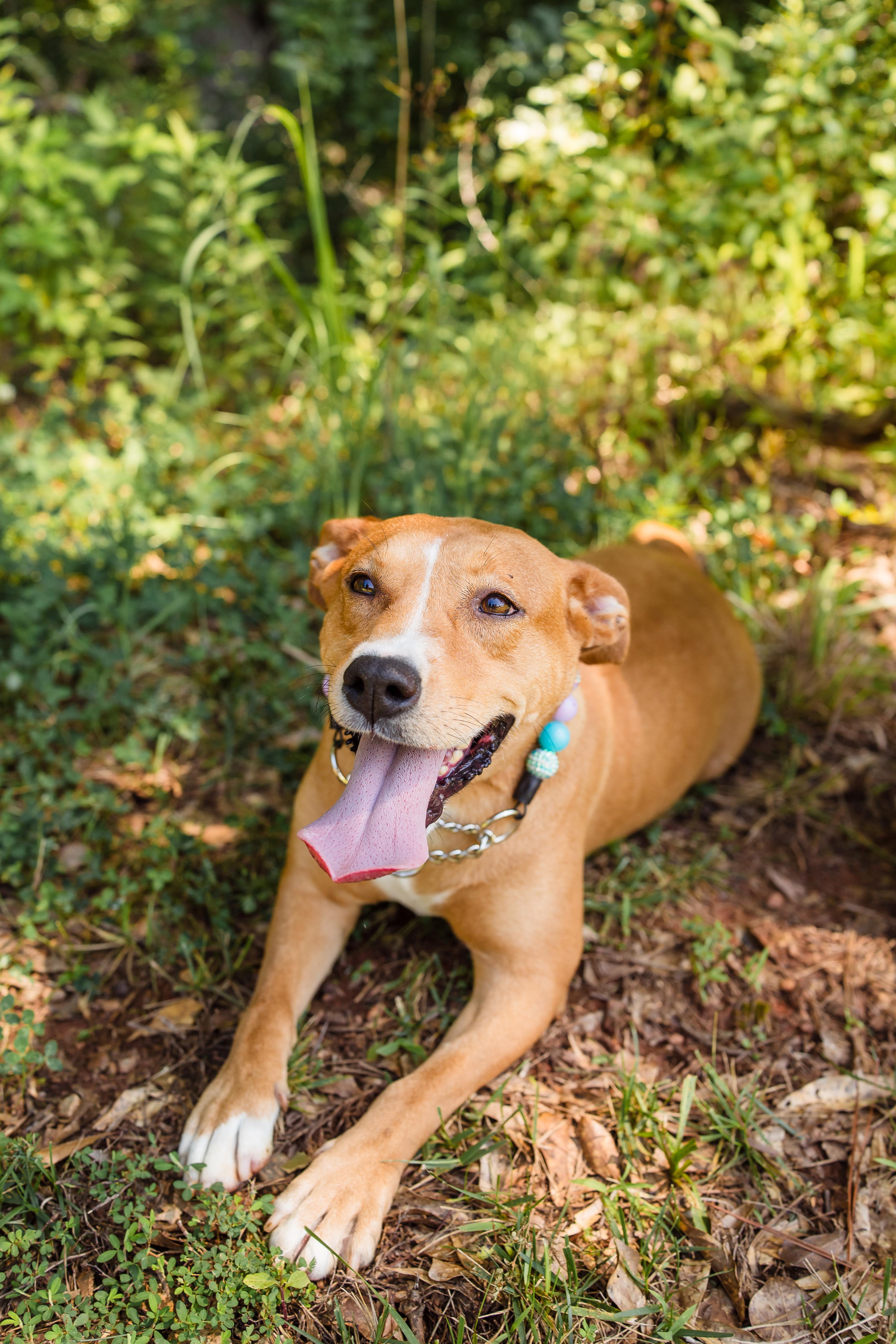 MAPLE, an adopted Mixed Breed in Newborn, GA image 5/6