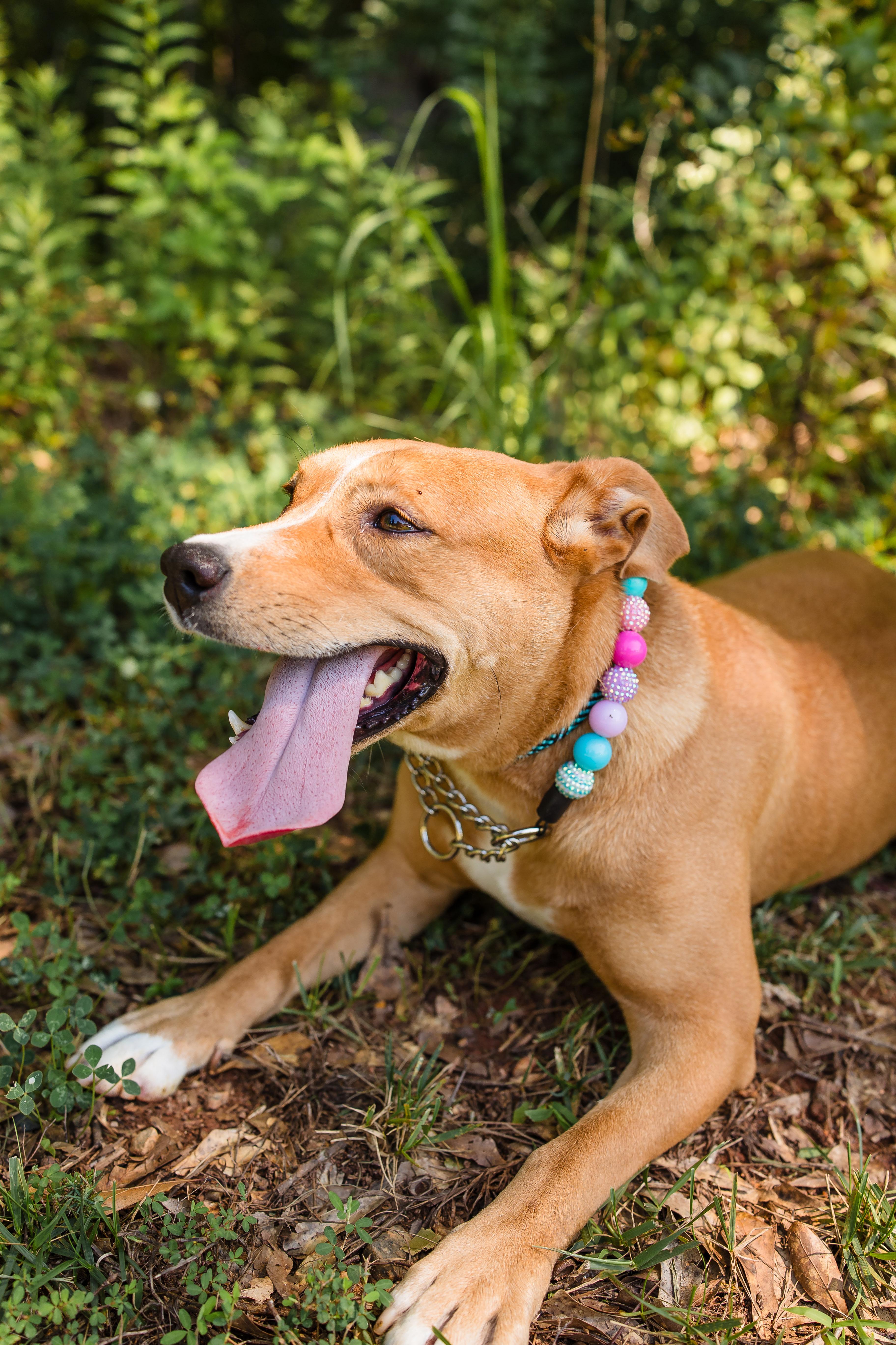 MAPLE, an adopted Mixed Breed in Newborn, GA image 4/6