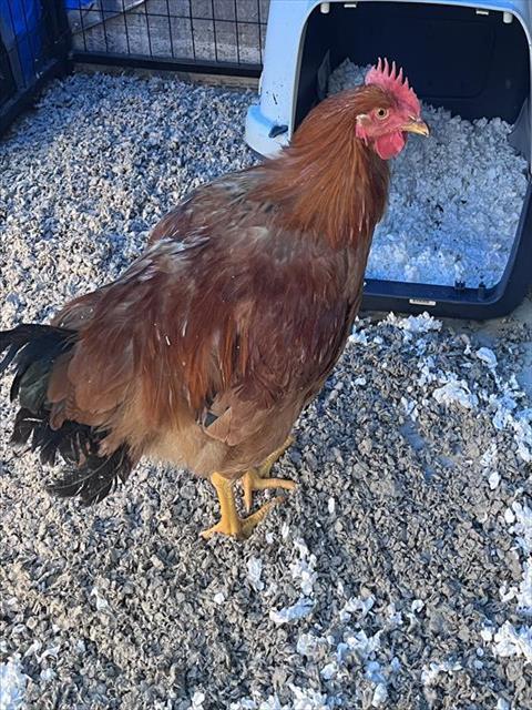 PECKY BLINDERS, Adoptable, Adult Male Chicken.