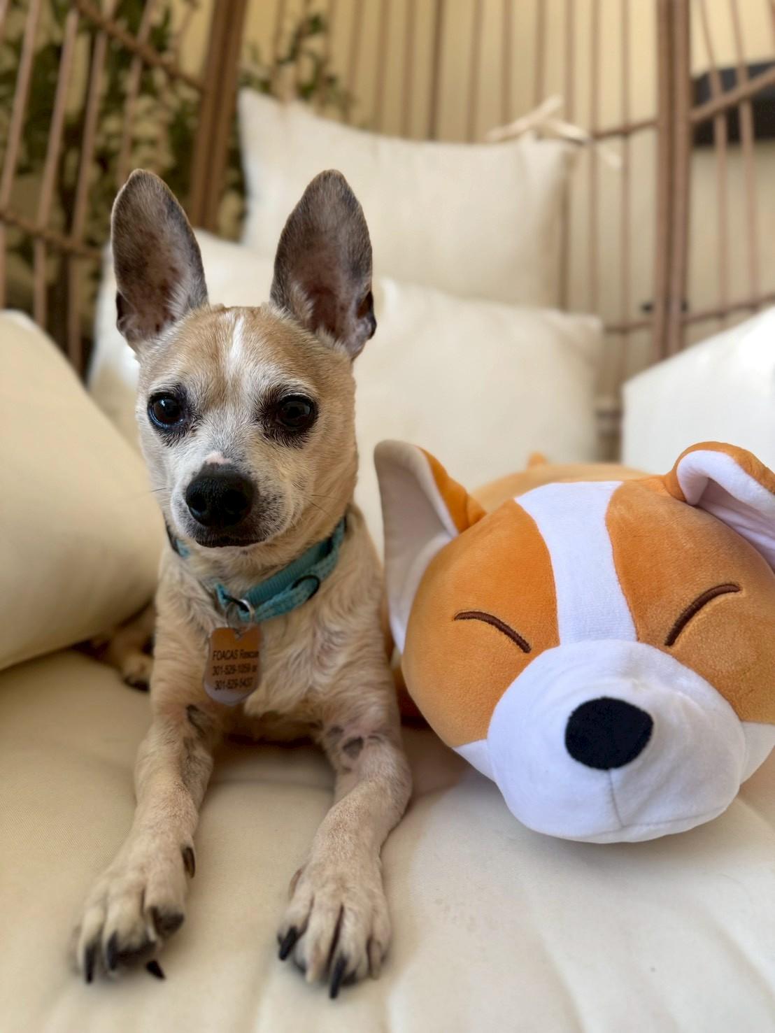 Enlarge Little Joey , an adopted Chiweenie in POTOMAC, MD image 2/5