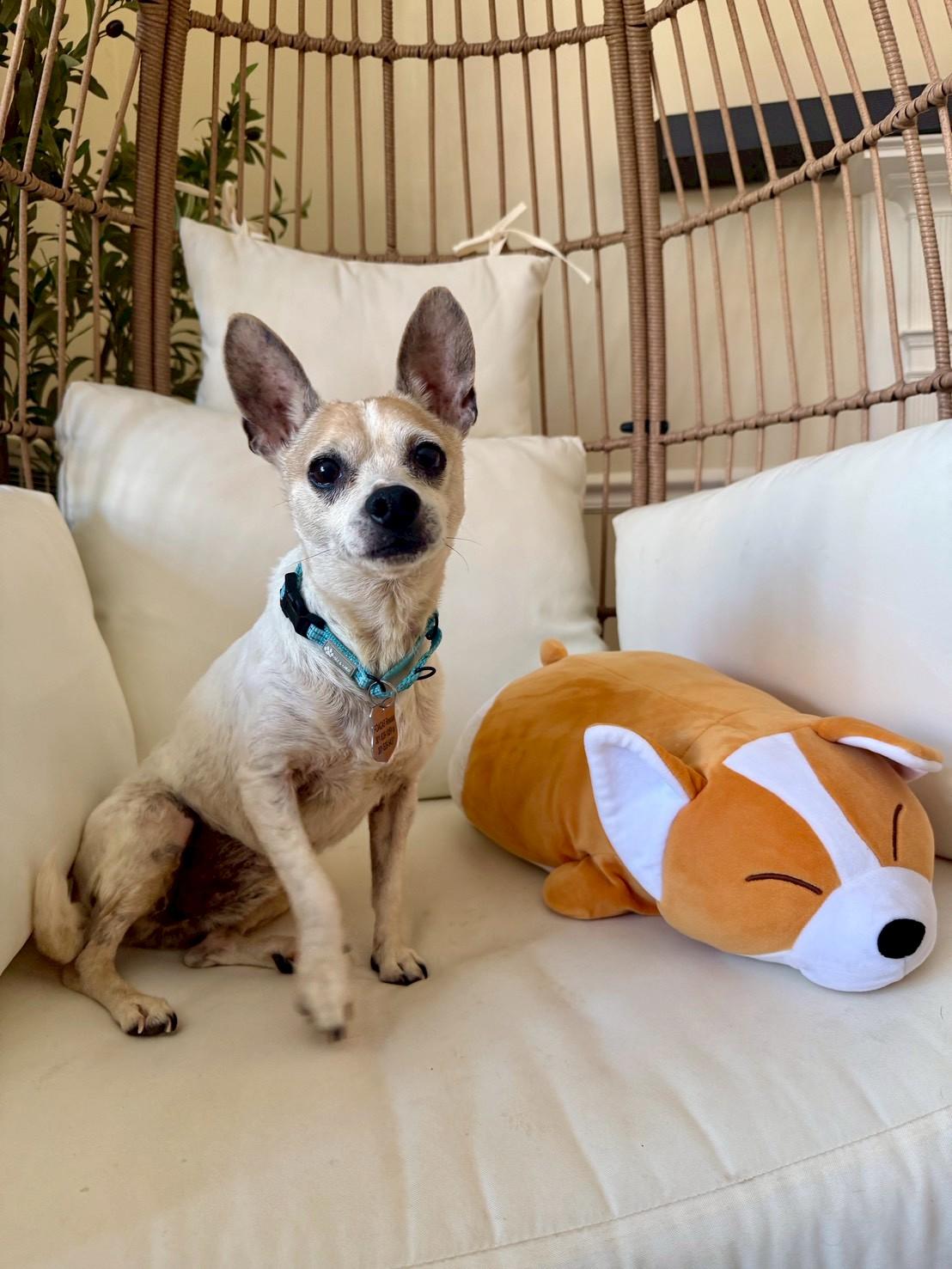 Little Joey , ADOPTABLE, Young Male Chiweenie.