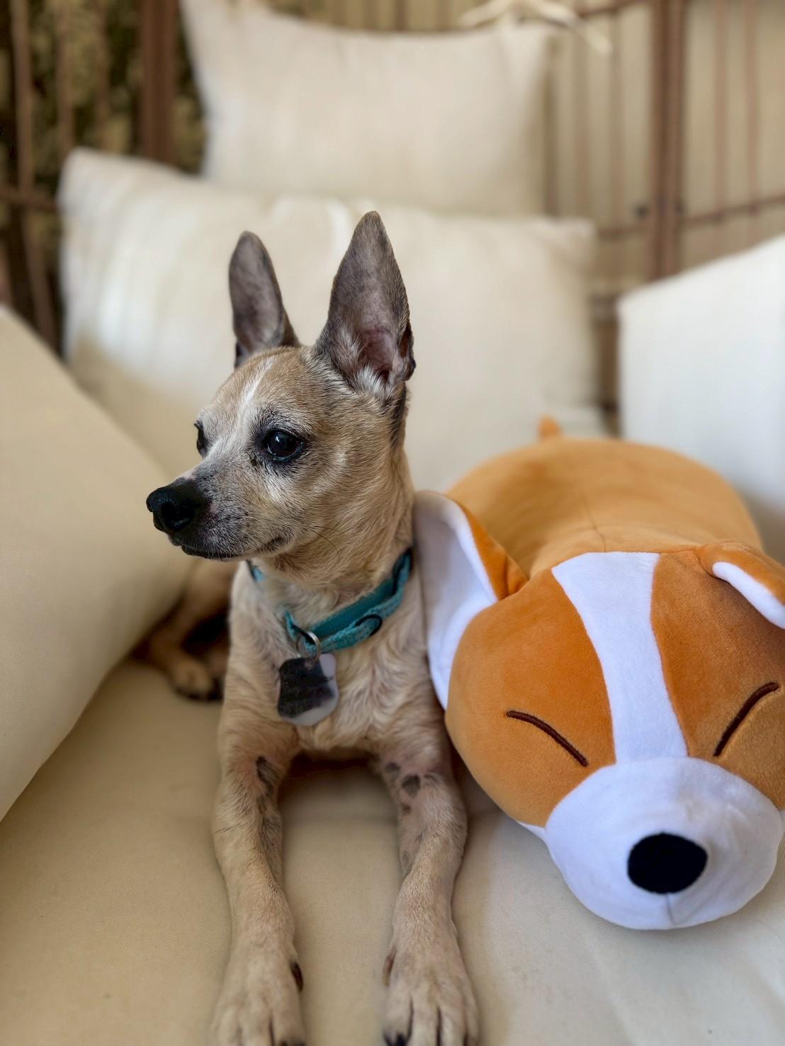 Enlarge Little Joey , an adopted Chiweenie in POTOMAC, MD image 5/5