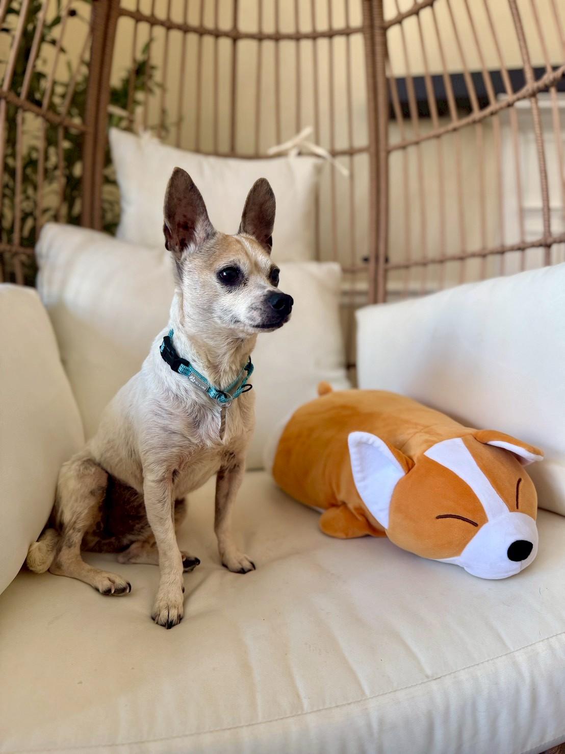 Enlarge Little Joey , an adopted Chiweenie in POTOMAC, MD image 4/5