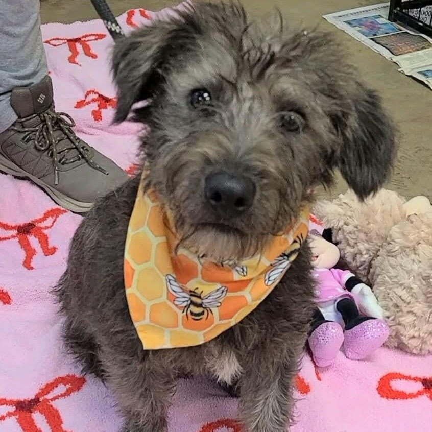 Enlarge Woody, an adopted Mixed Breed in Woolwich, ME image 4/5