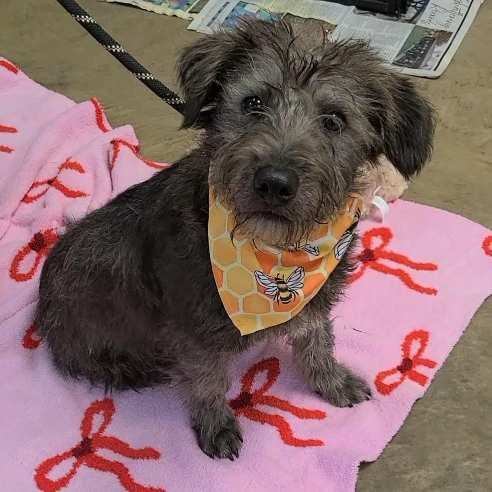 Woody, adopted, Young Male Mixed Breed.
