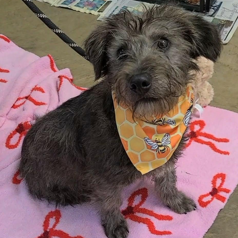 Enlarge Woody, an adopted Mixed Breed in Woolwich, ME image 5/5