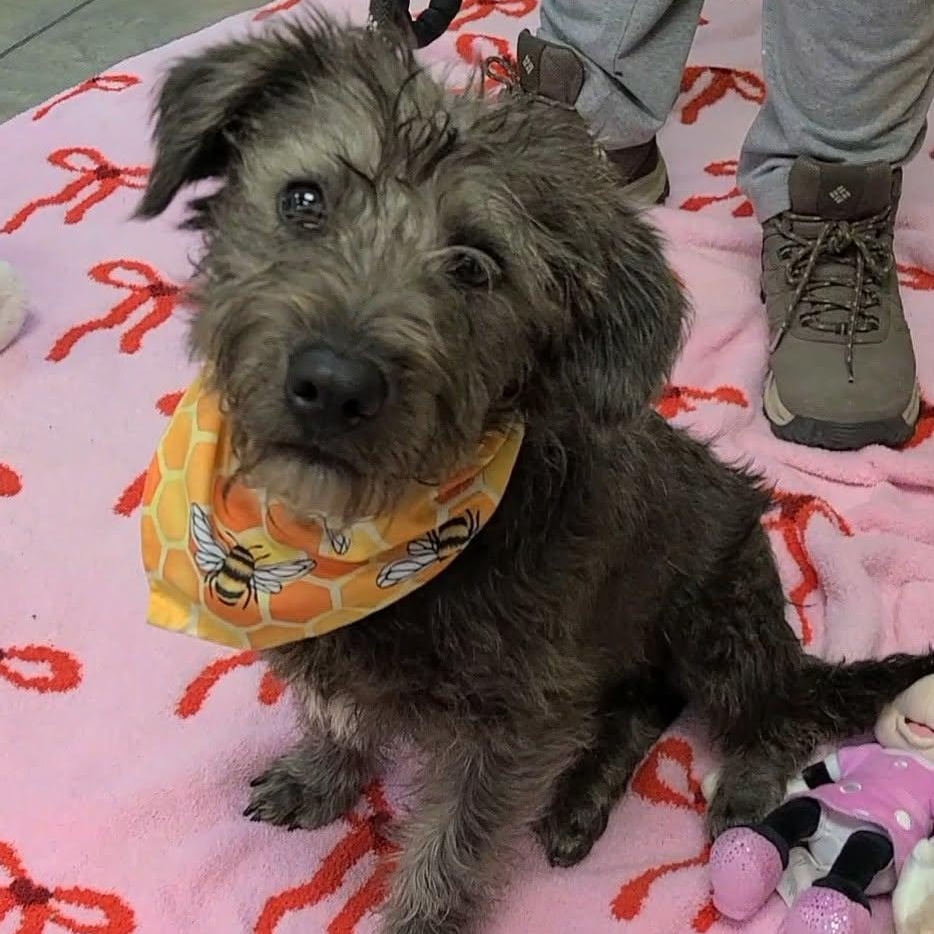 Enlarge Woody, an adopted Mixed Breed in Woolwich, ME image 2/5