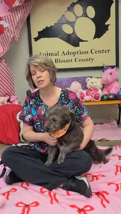 Enlarge Woody, an adopted Mixed Breed in Woolwich, ME video 3/5