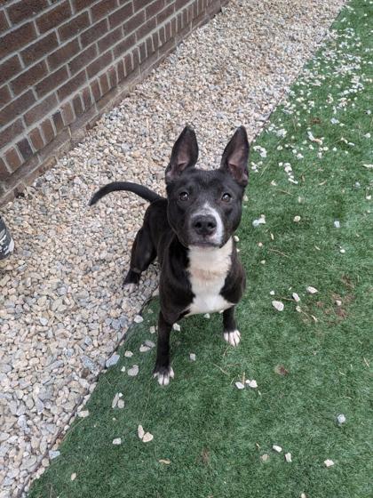 Yara, Adoptable, Young Female Mixed Breed & Mixed Breed.