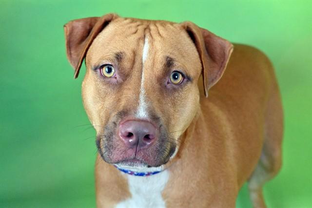 Enlarge CARAMEL, a Adoptable mixed breed in Fort Lauderdale, FL image 1/1