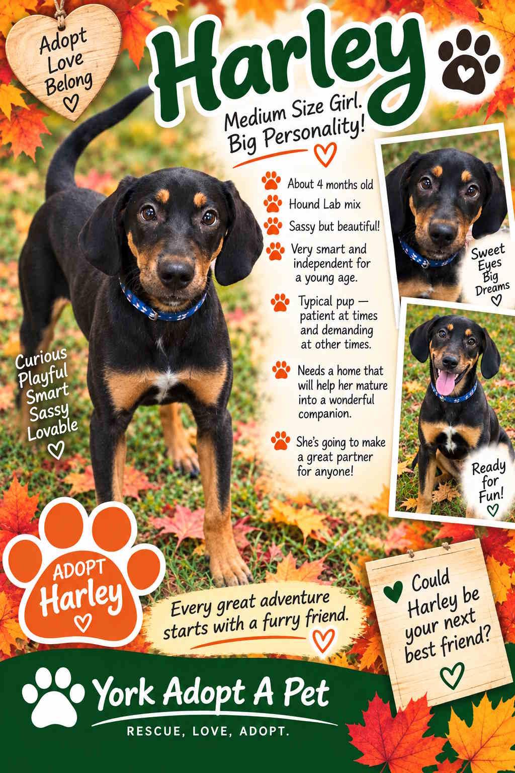 Harley, Adopted, Puppy Female Hound & Labrador Retriever.