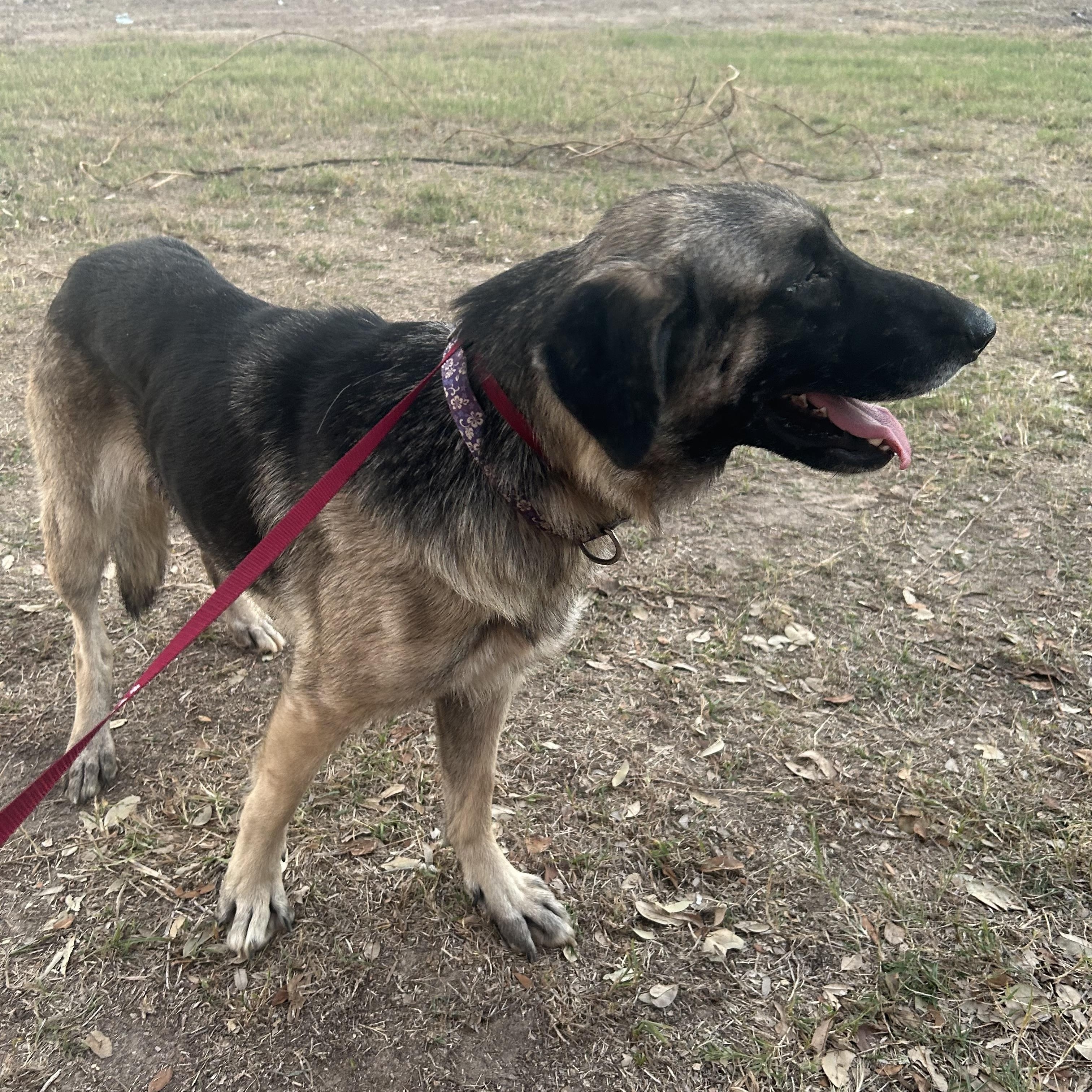 ZOLA (Beautiful, Affectionate, Loyal, Friendly) — thumbnail 6