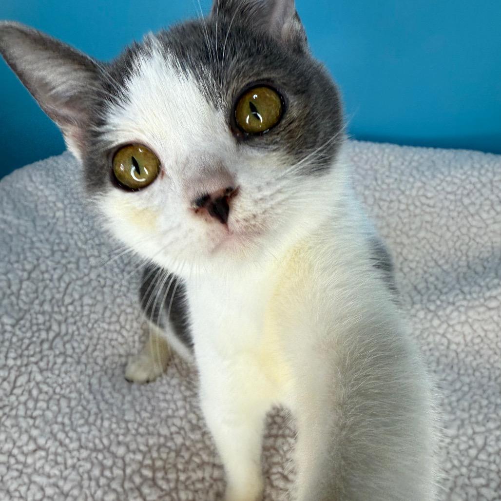 Snicker, Adoptable, Kitten Female Domestic Short Hair.