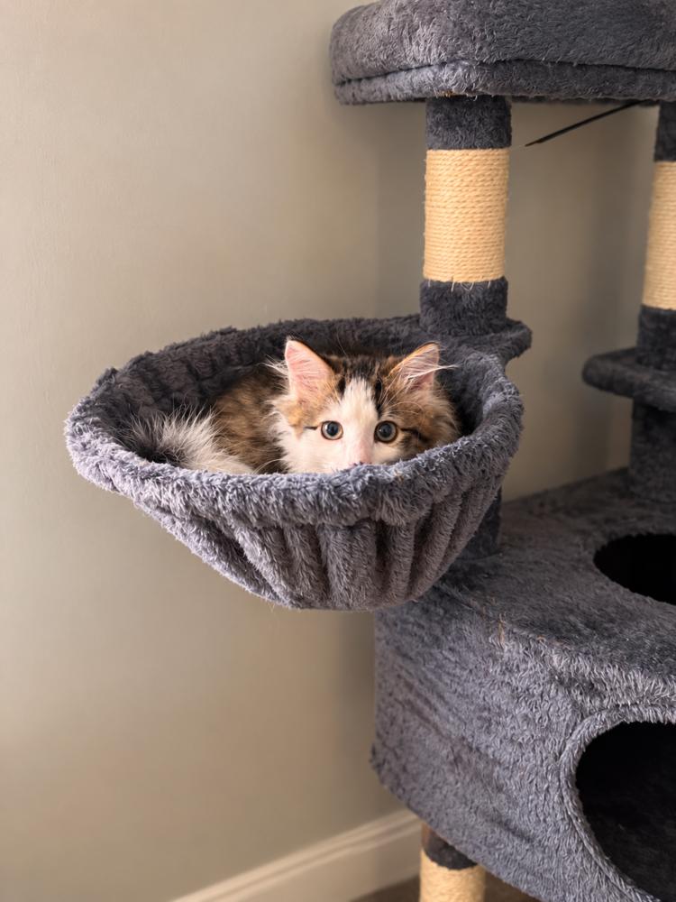 Gordon, Adoptable, Kitten Male Domestic Medium Hair.