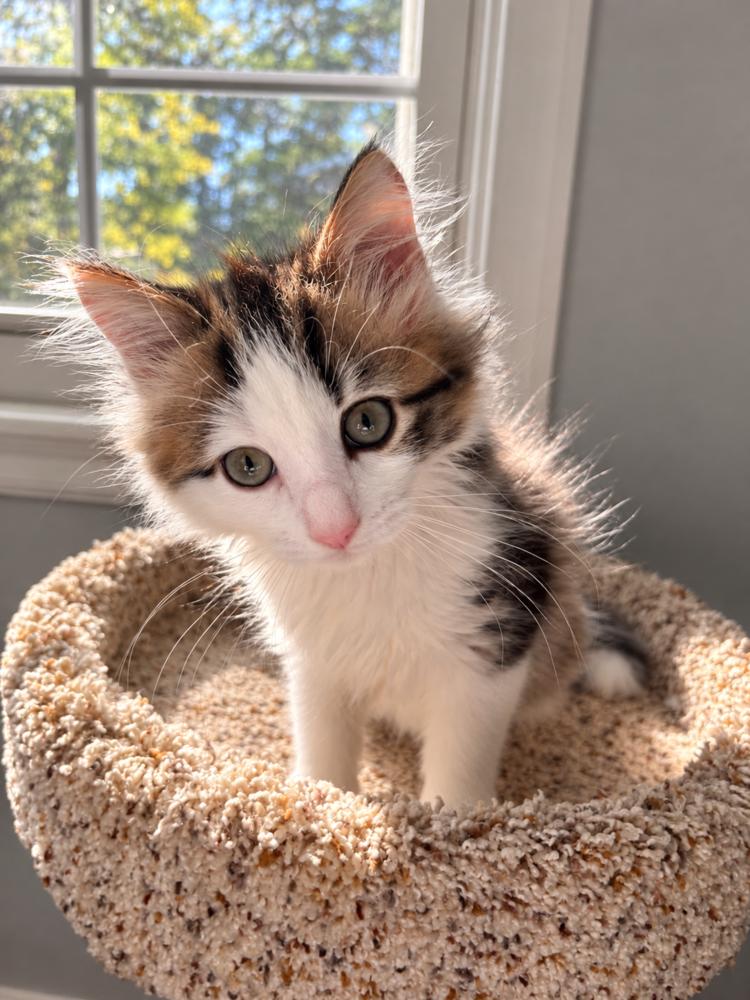 Enlarge Gordon, a Adoptable Domestic Medium Hair in Westwood, NJ image 2/3