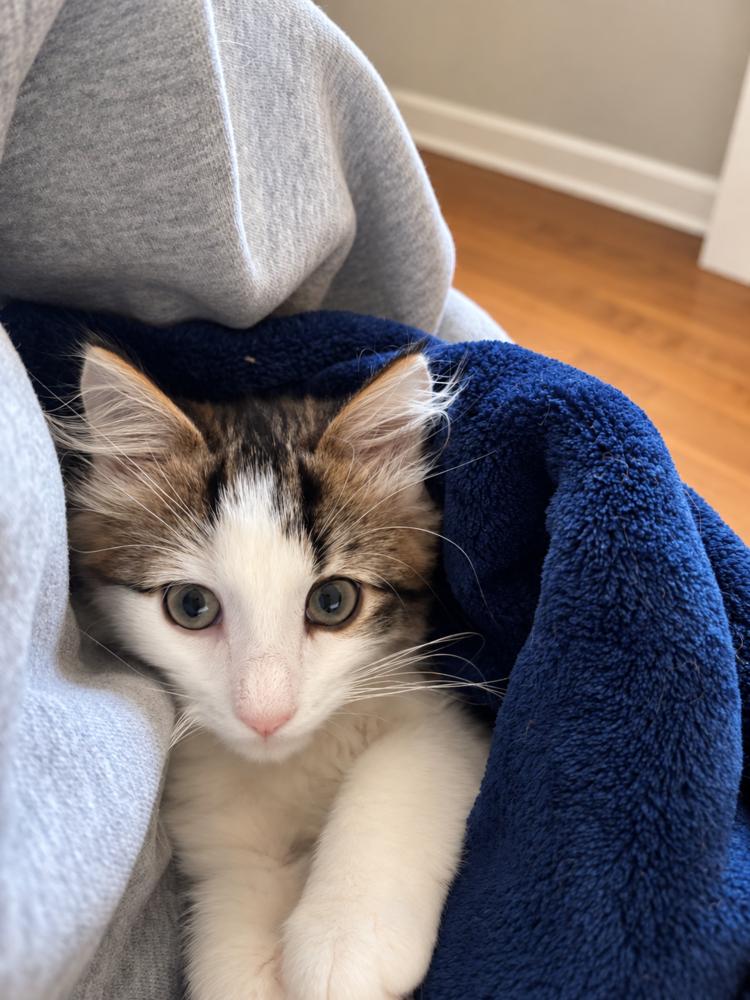 Enlarge Gordon, a Adoptable Domestic Medium Hair in Westwood, NJ image 3/3