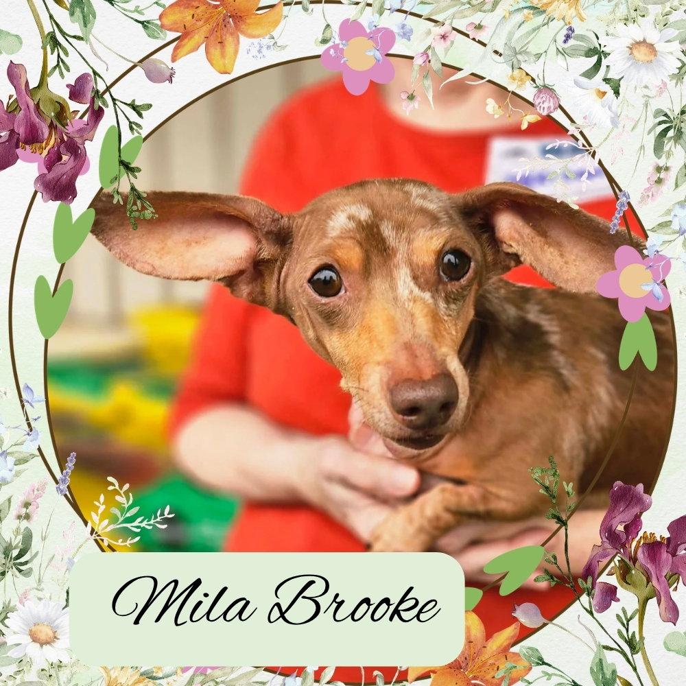 Mila Brooke, Adopted, Adult Female Dachshund.