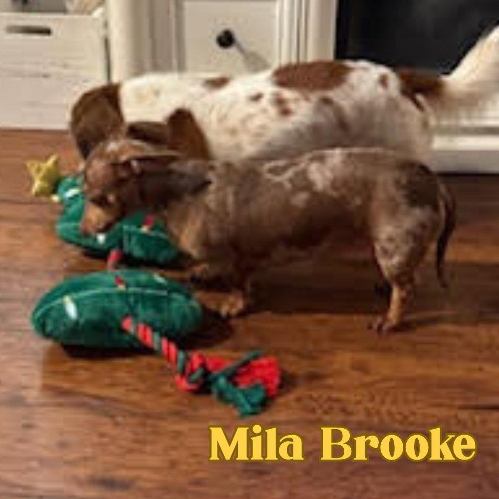 Enlarge Mila Brooke, a Adopted Dachshund in San Antonio, TX image 2/3