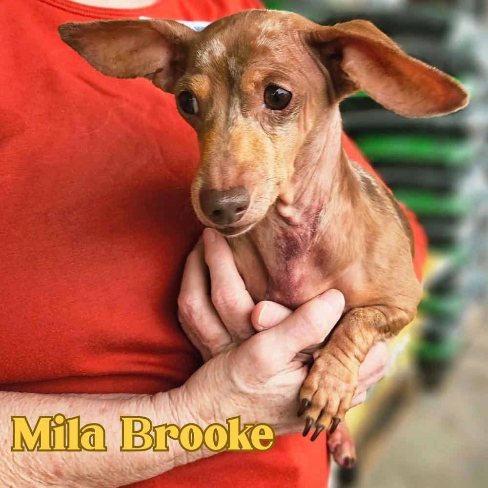 Enlarge Mila Brooke, a Adopted Dachshund in San Antonio, TX image 3/3