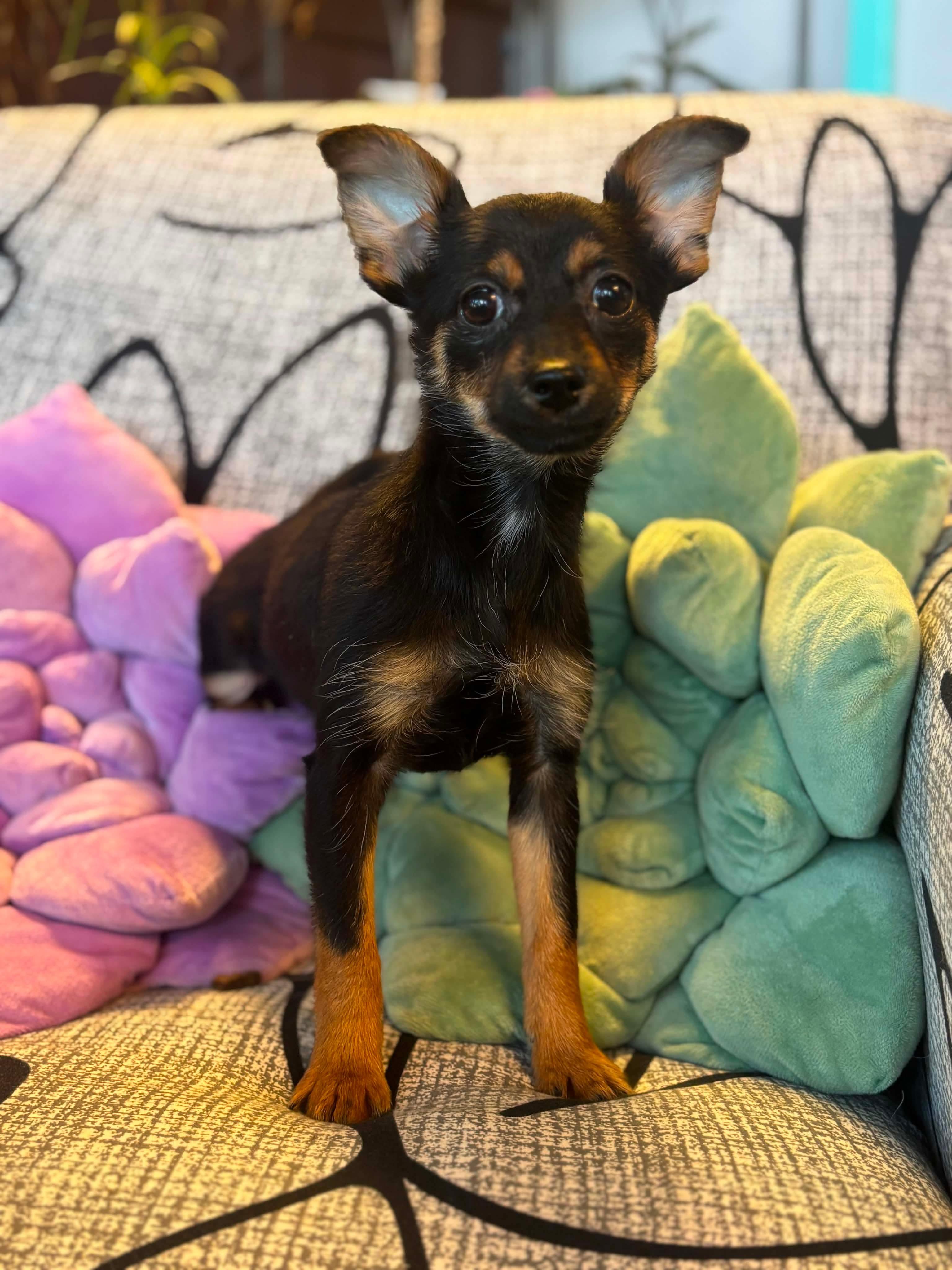 Enlarge Cagney, an adopted mixed breed in Tacoma, WA image 1/4
