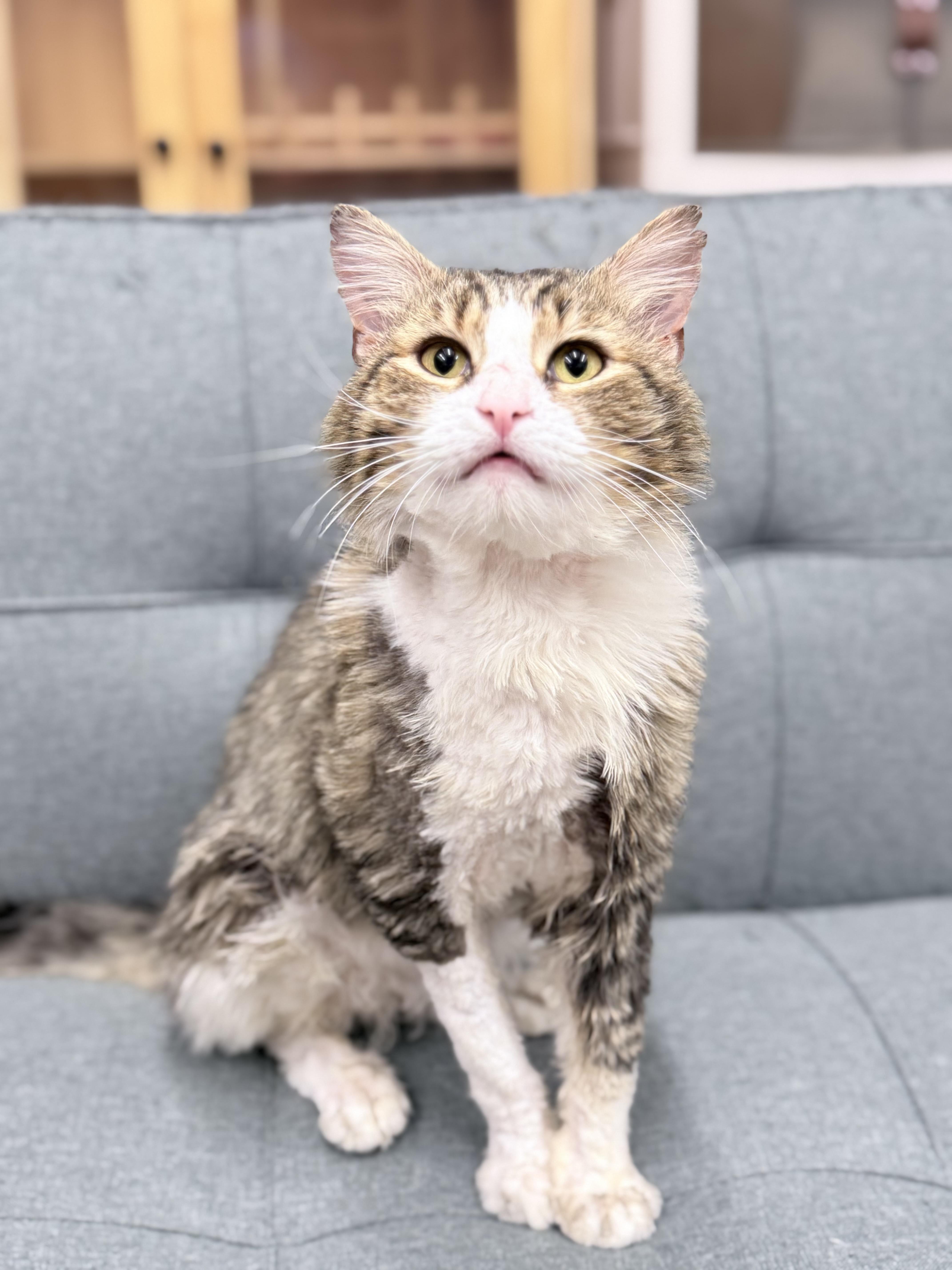 Enlarge Tivi, an adopted Domestic Long Hair in Philadelphia, PA image 5/6