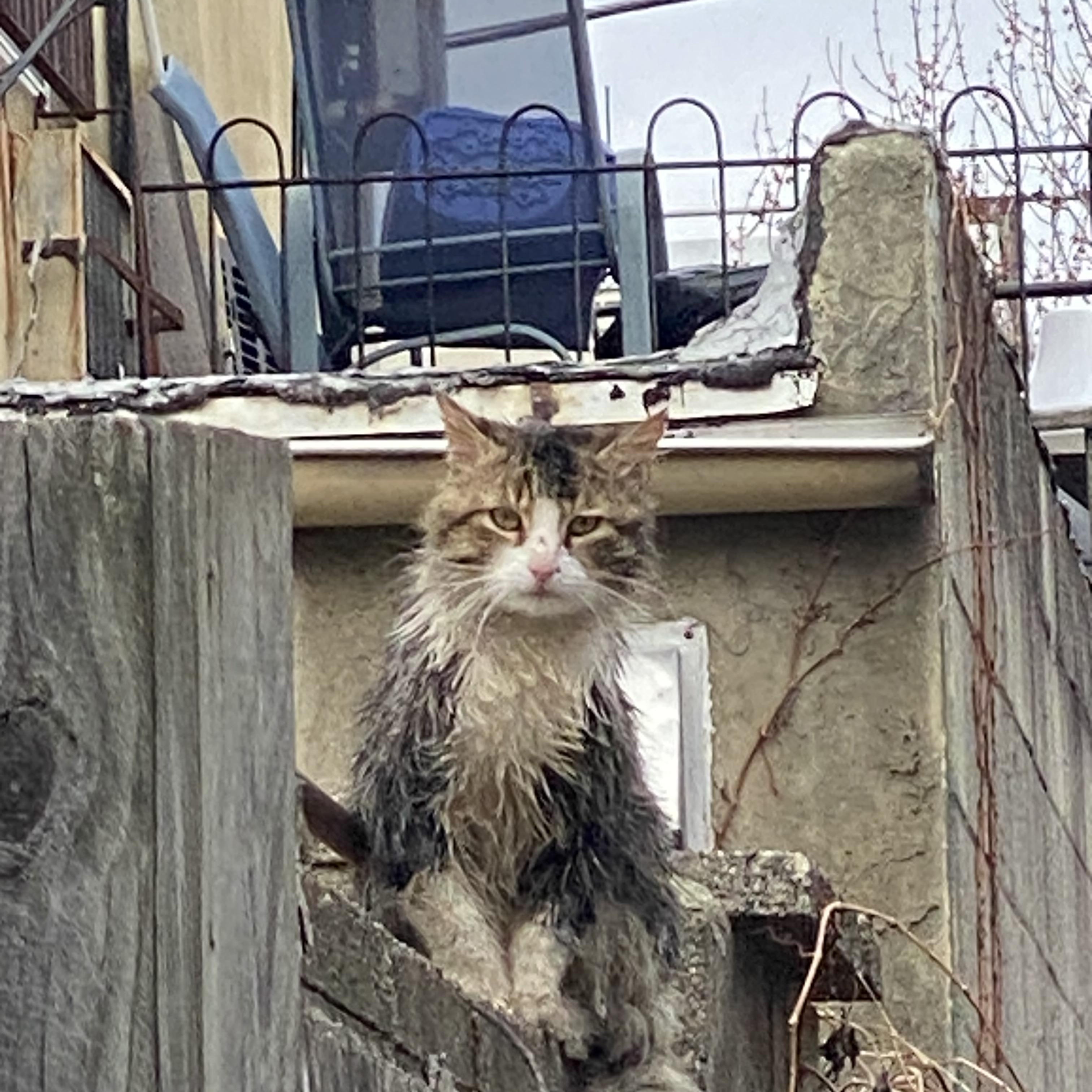 Enlarge Tivi, an adopted Domestic Long Hair in Philadelphia, PA image 3/6