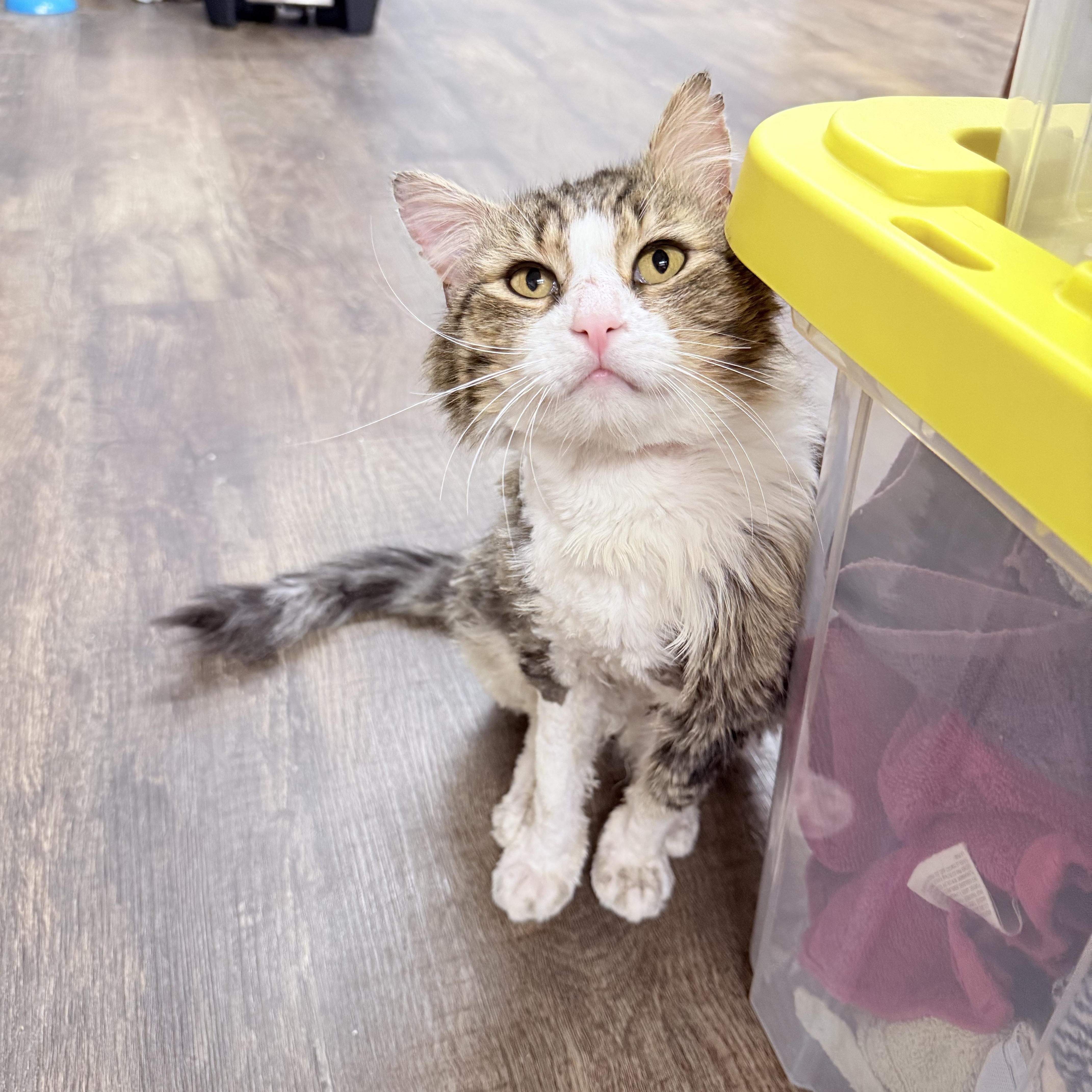 Enlarge Tivi, an adopted Domestic Long Hair in Philadelphia, PA image 4/6