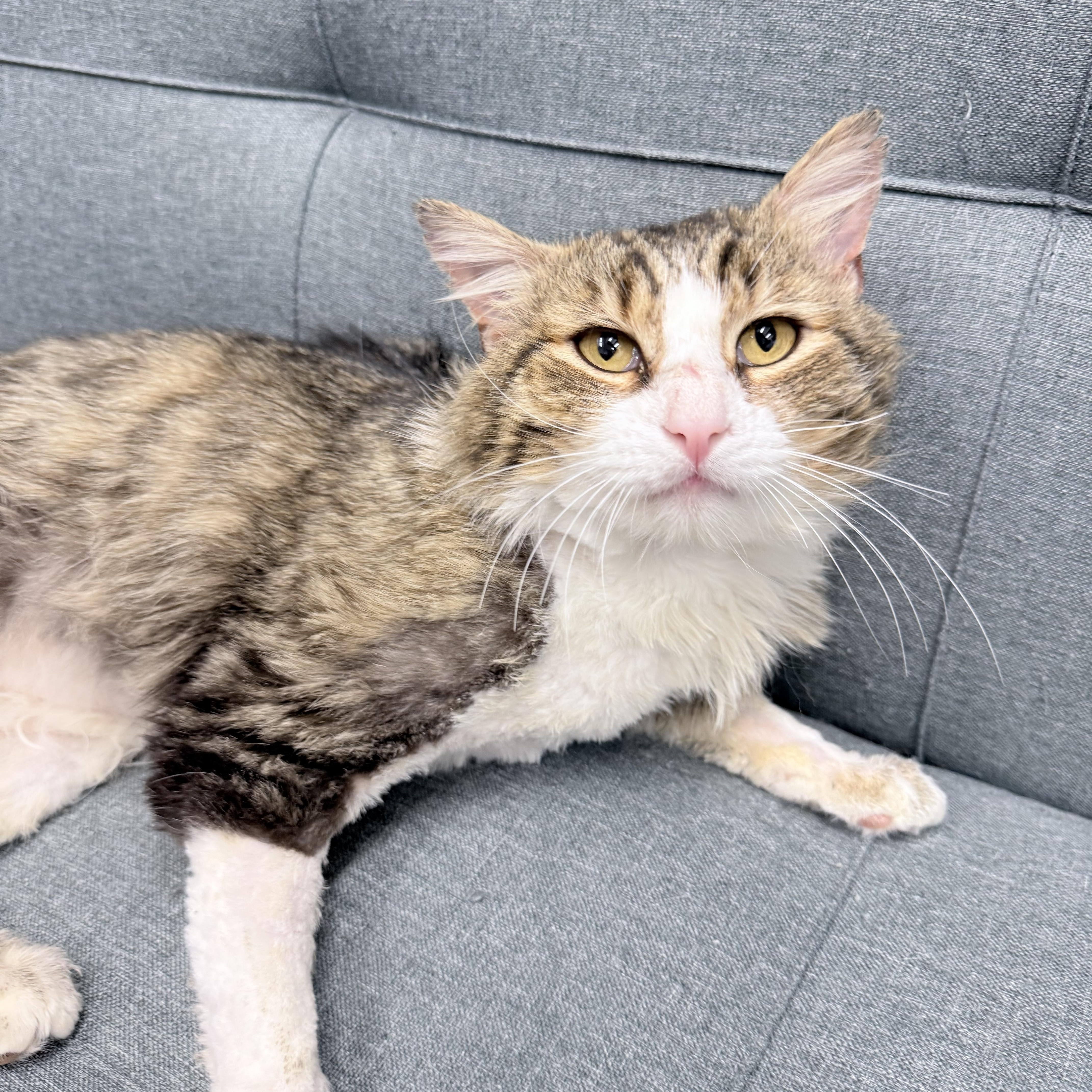 Enlarge Tivi, an adopted Domestic Long Hair in Philadelphia, PA image 6/6