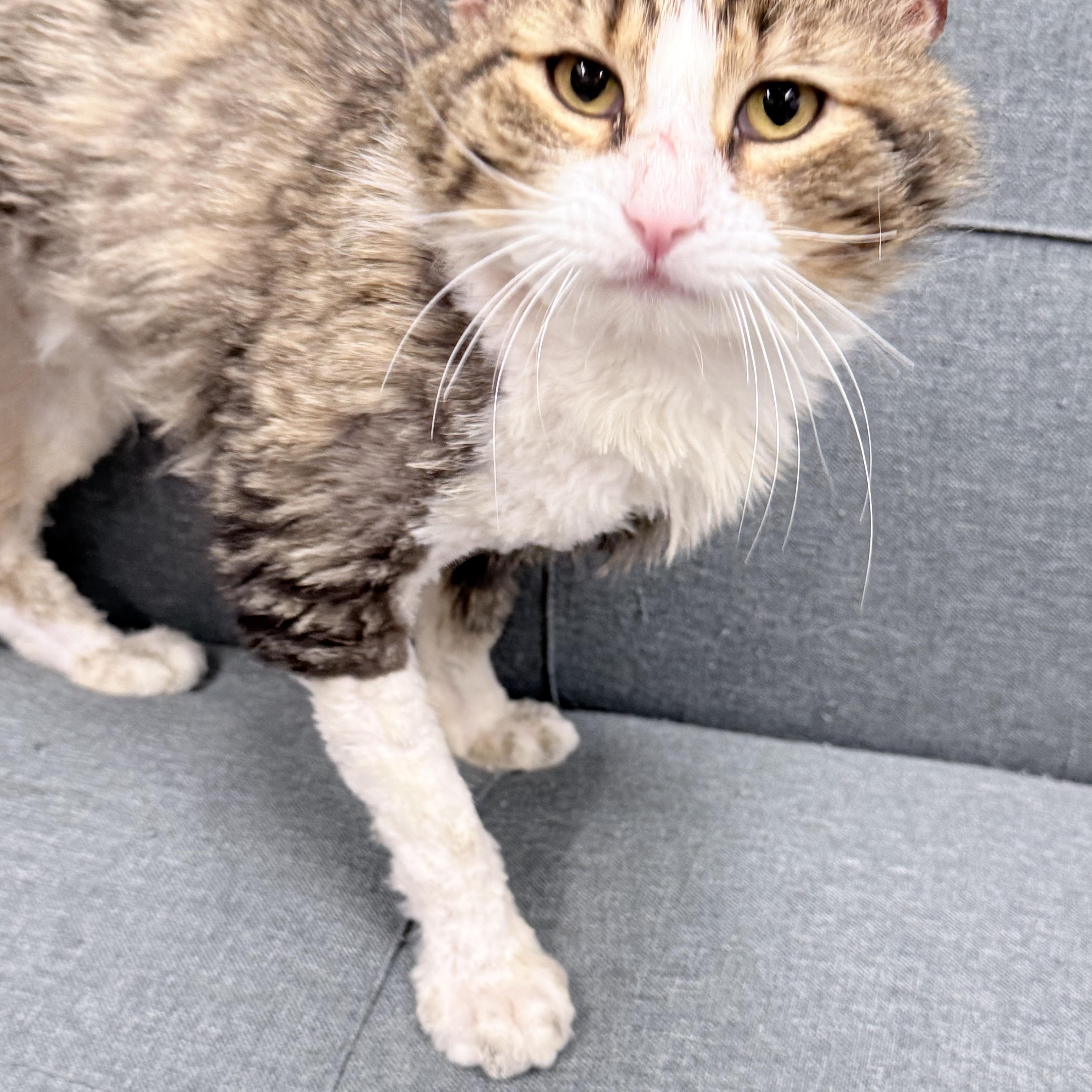 Enlarge Tivi, an adopted Domestic Long Hair in Philadelphia, PA image 2/6