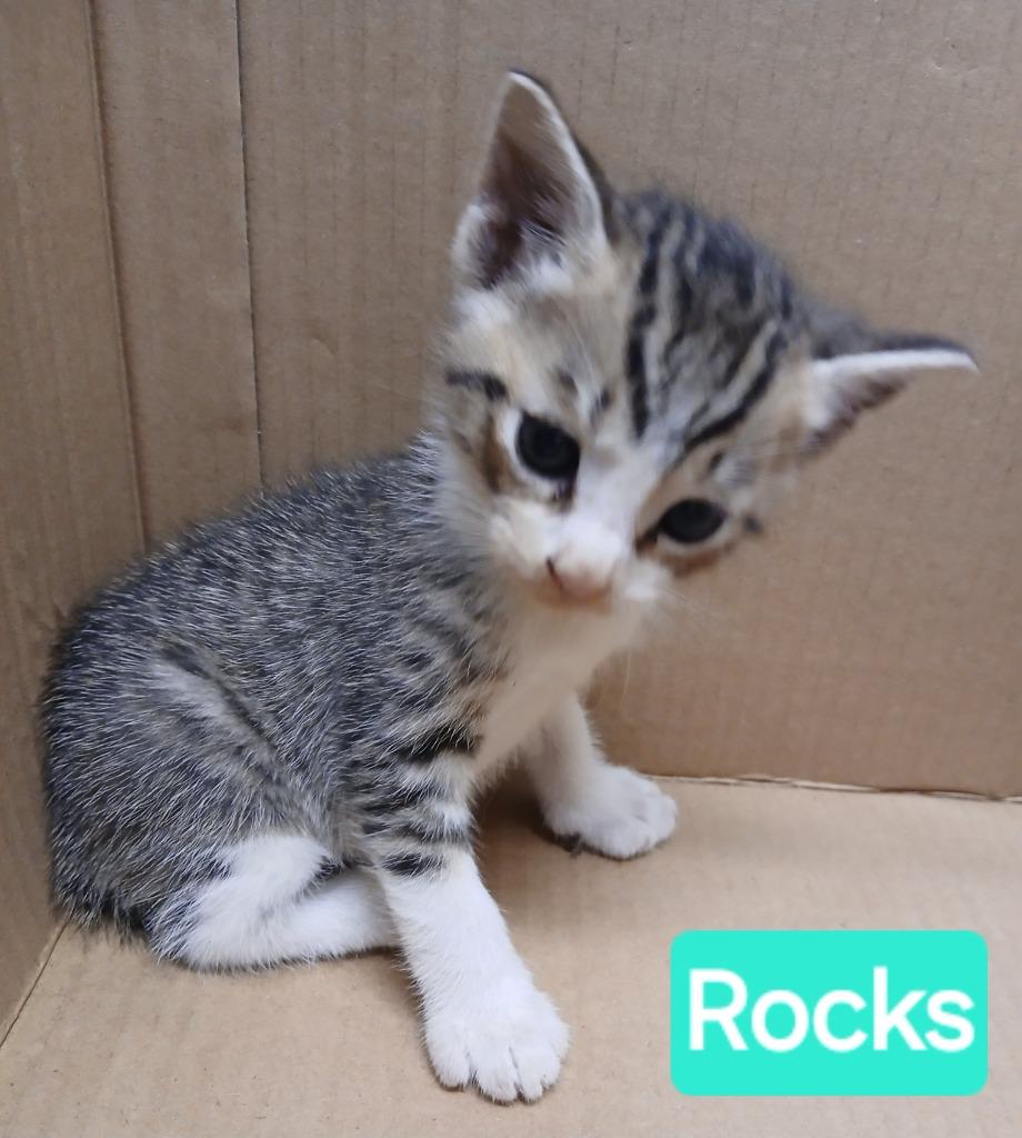 Enlarge Rocks, a Adopted mixed breed in Mena, AR image 2/2