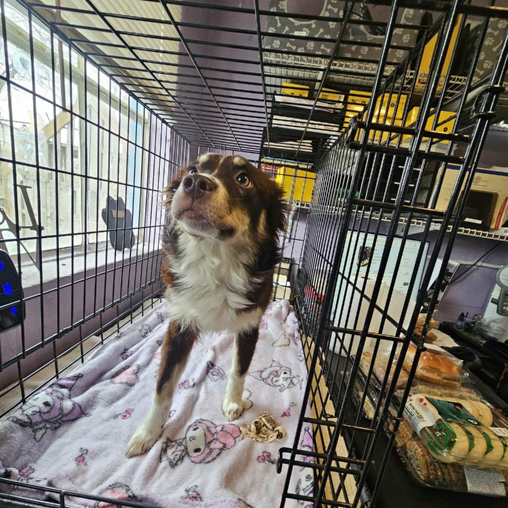 TNGC-Stray-1022, Adoptable, Puppy Female Australian Shepherd.